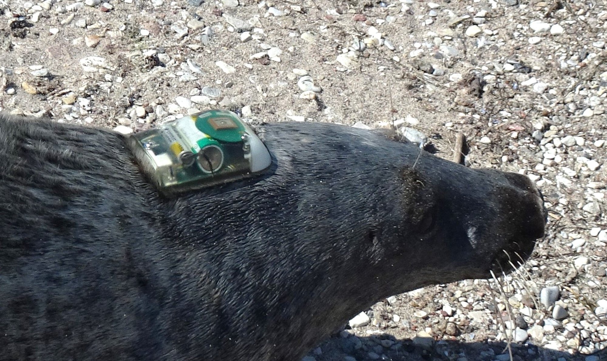 Süüdistada mereloomi ja -linde on lihtne, aga millised oleks kalapüüdjate abinõud kalavarude parendamiseks?