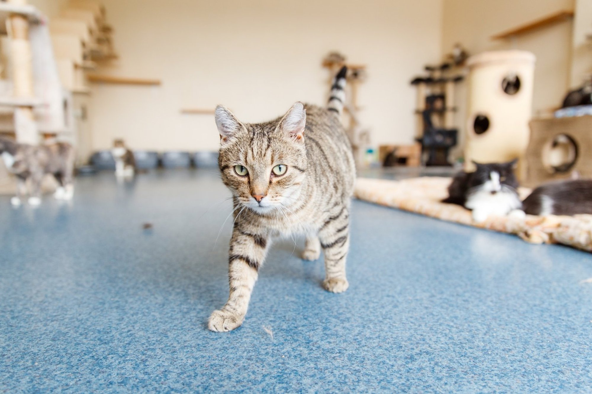 5 kassi või hoopis 40? Loomapäästjad satuvad uue seaduse jõustudes rangema järelevalve alla