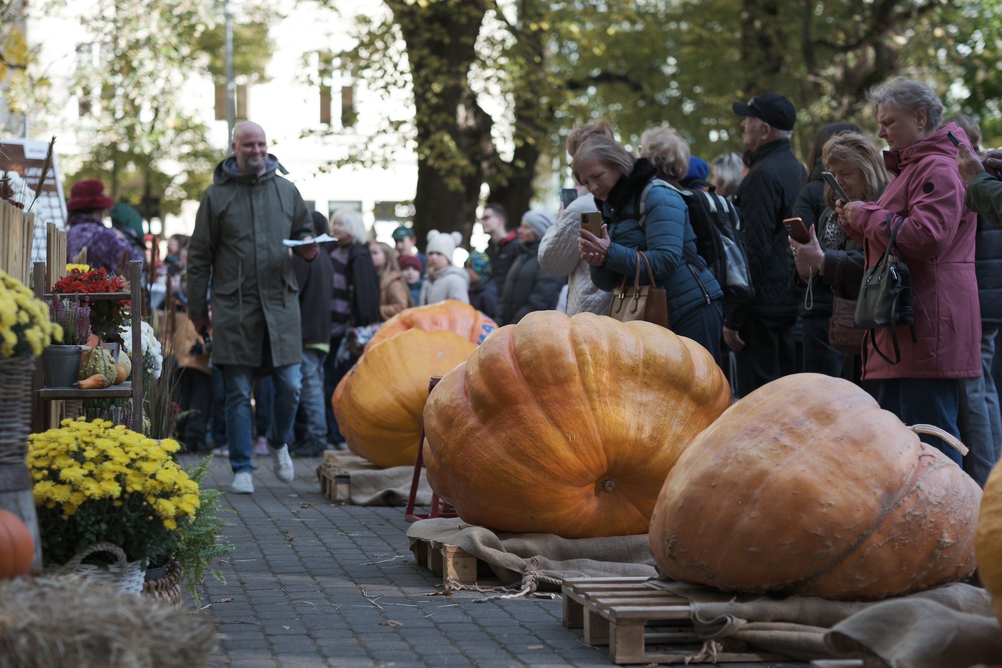 FOTOD | Lätis valiti 20. korda suurim kõrvits – see kaalub peaaegu 300 kilo!