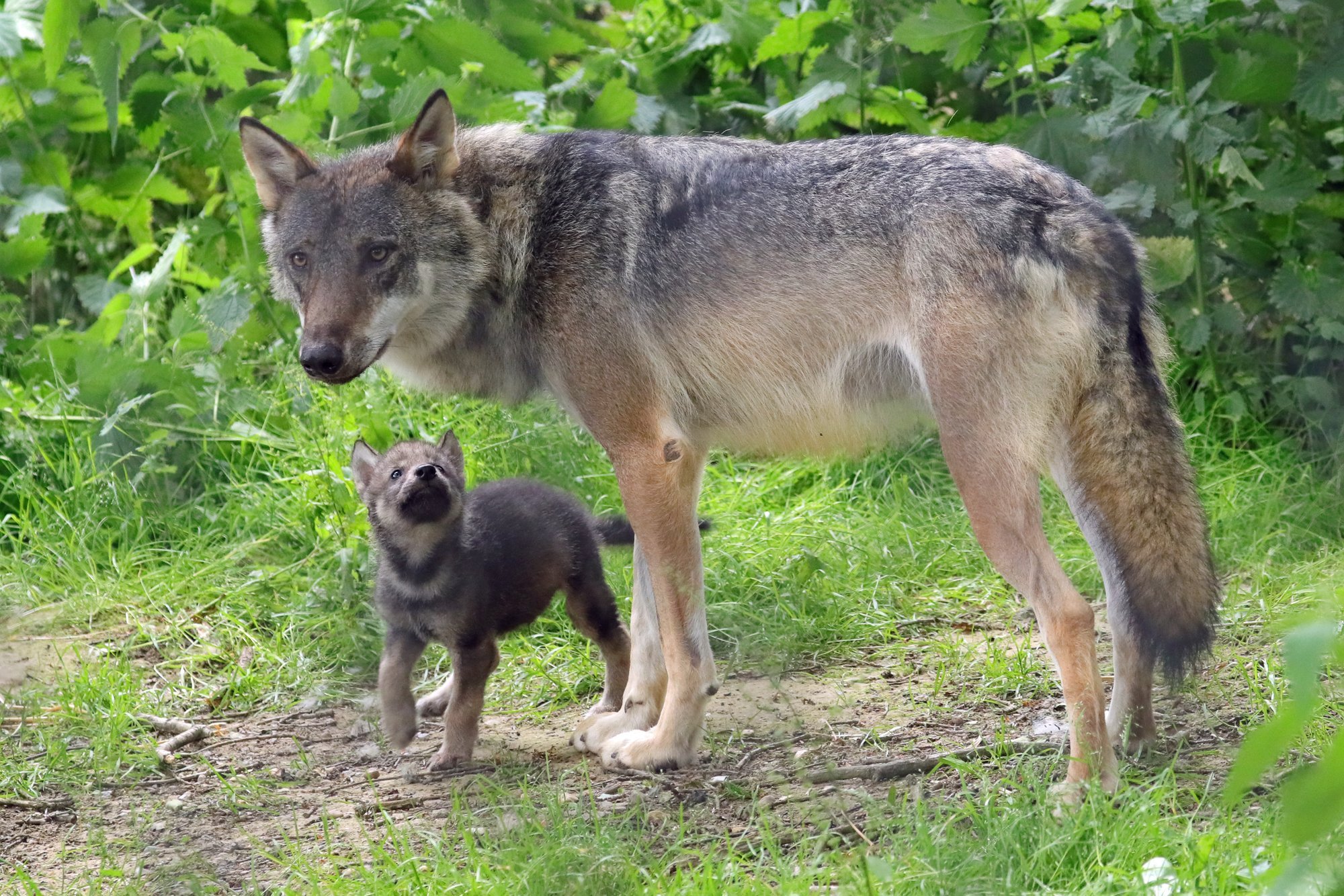 Kuidas hundist koer kujunes – kas esimese lähenemiskatse tegi inimene või susi?