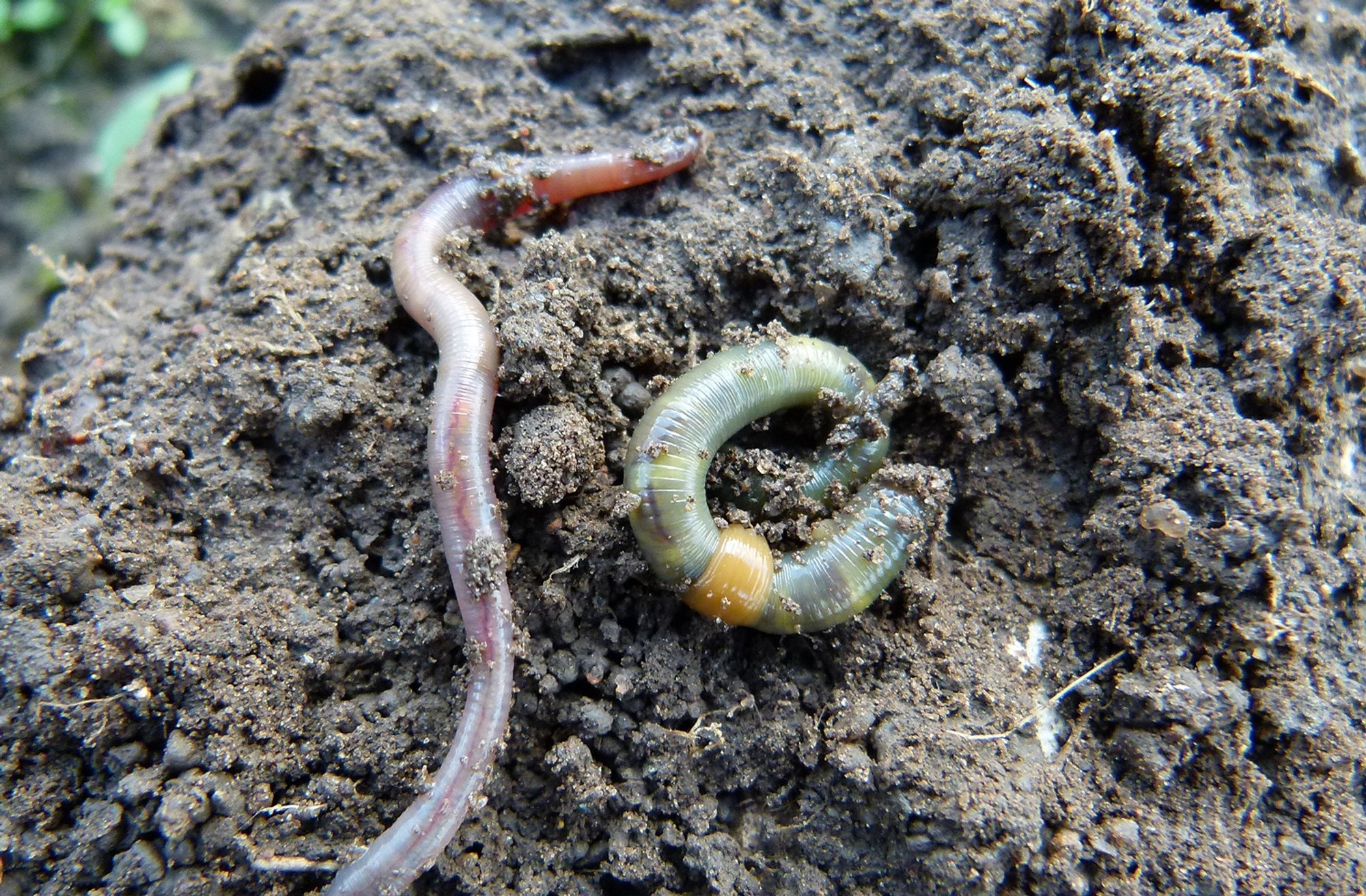 MullaAkadeemia: jalge all toimetavad mullaasukad aitavad hoida elu