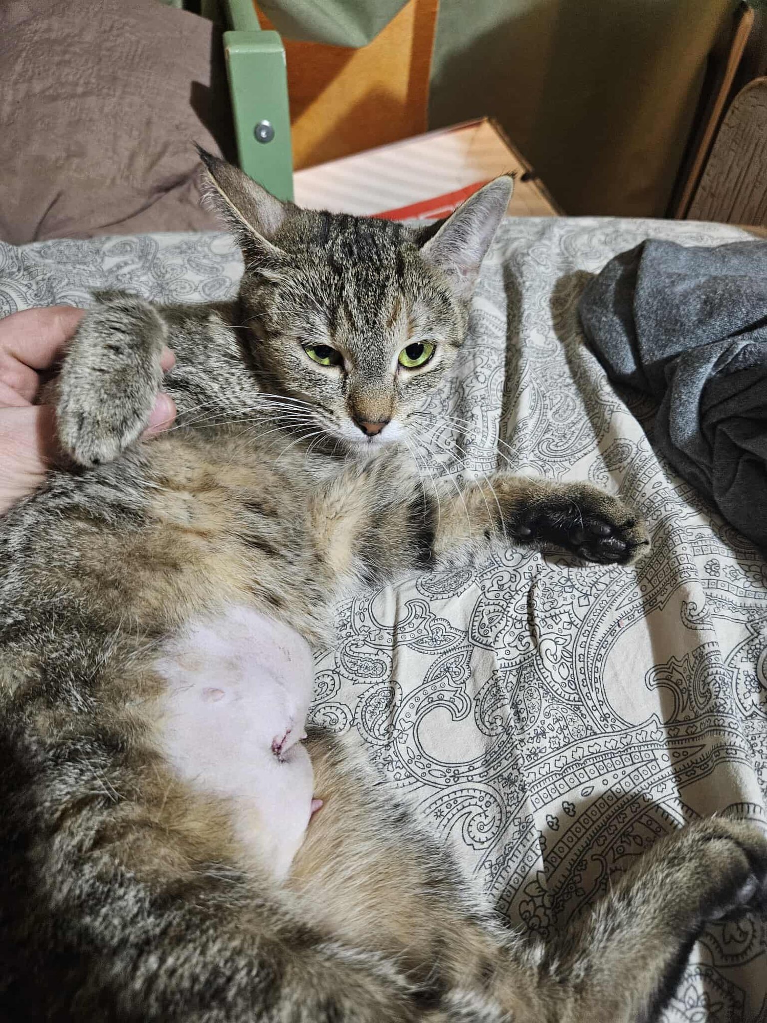 Luna läks vaid steriliseerima, kuid võitleb nüüd kliinikus oma elu eest