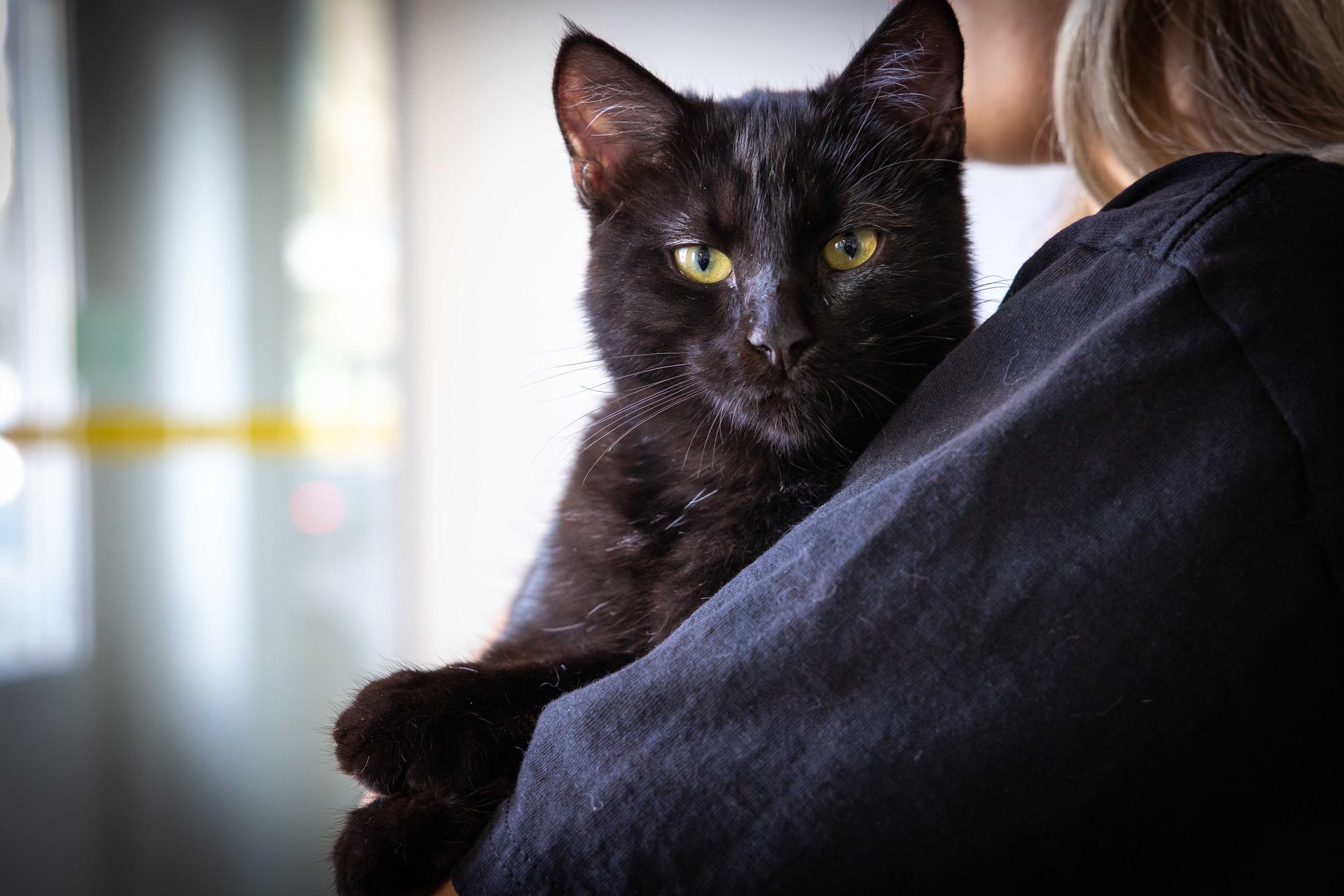 FOTOD | Mõnus vahepeatus enne kojuminekut: Nurri kassikohviku kiisud õpivad inimestega sõbrunema