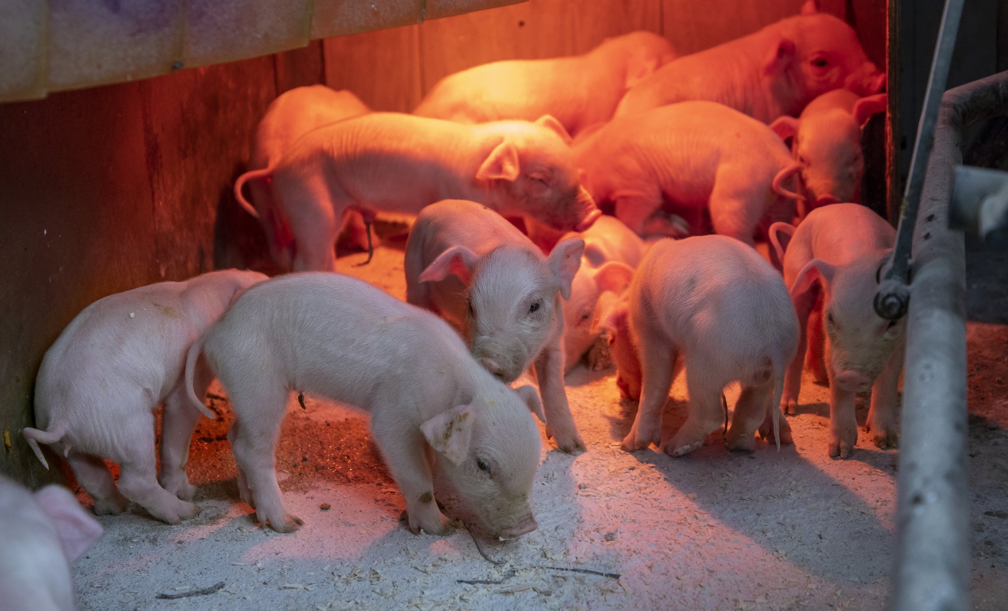 Kodumaine sealiha tootmine on sattunud ohtu. Kuidas mõjutab see liha hinda?