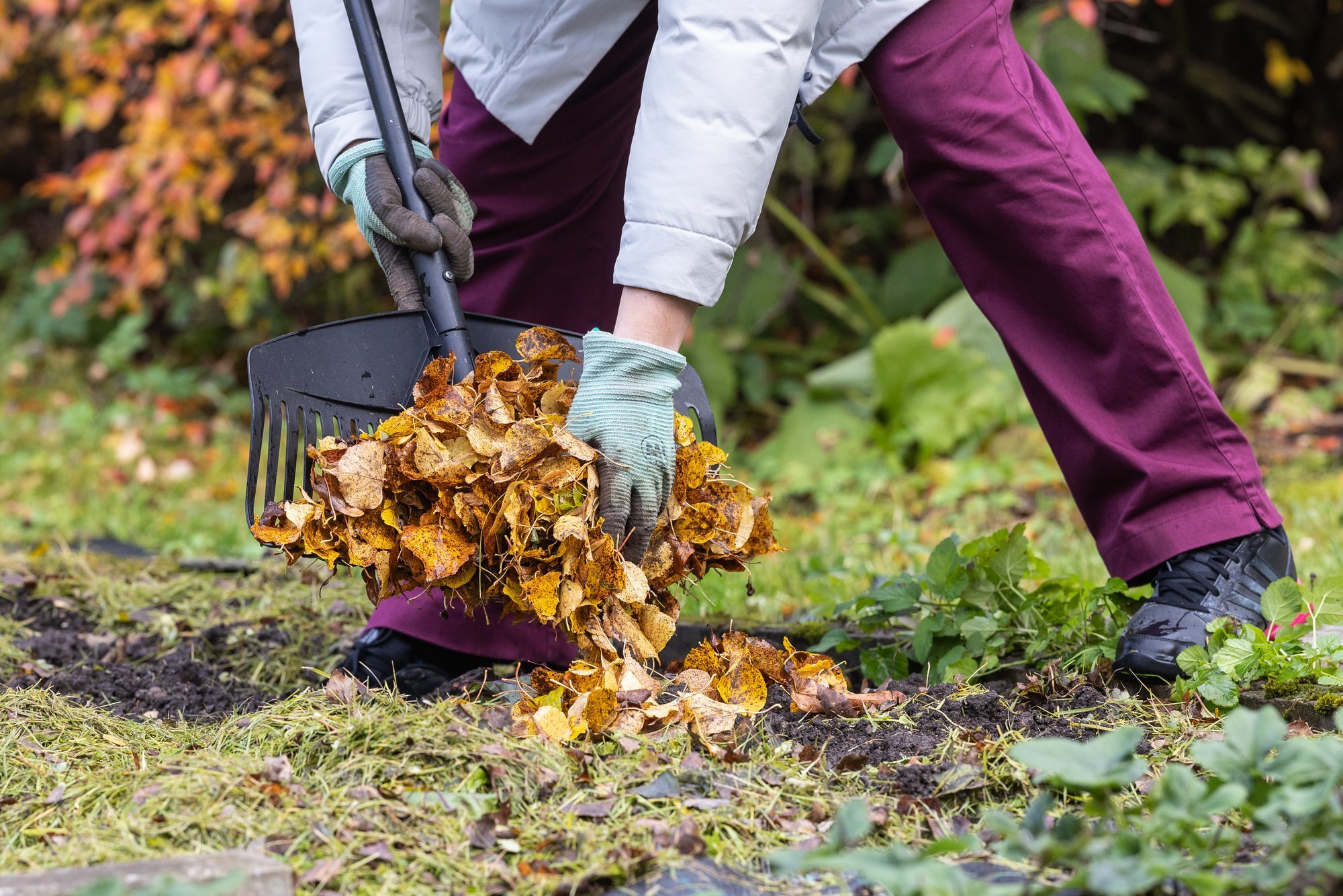 OMA KOGEMUS | Katteviljelus võimaldab vähema tööga saada suuremat saaki