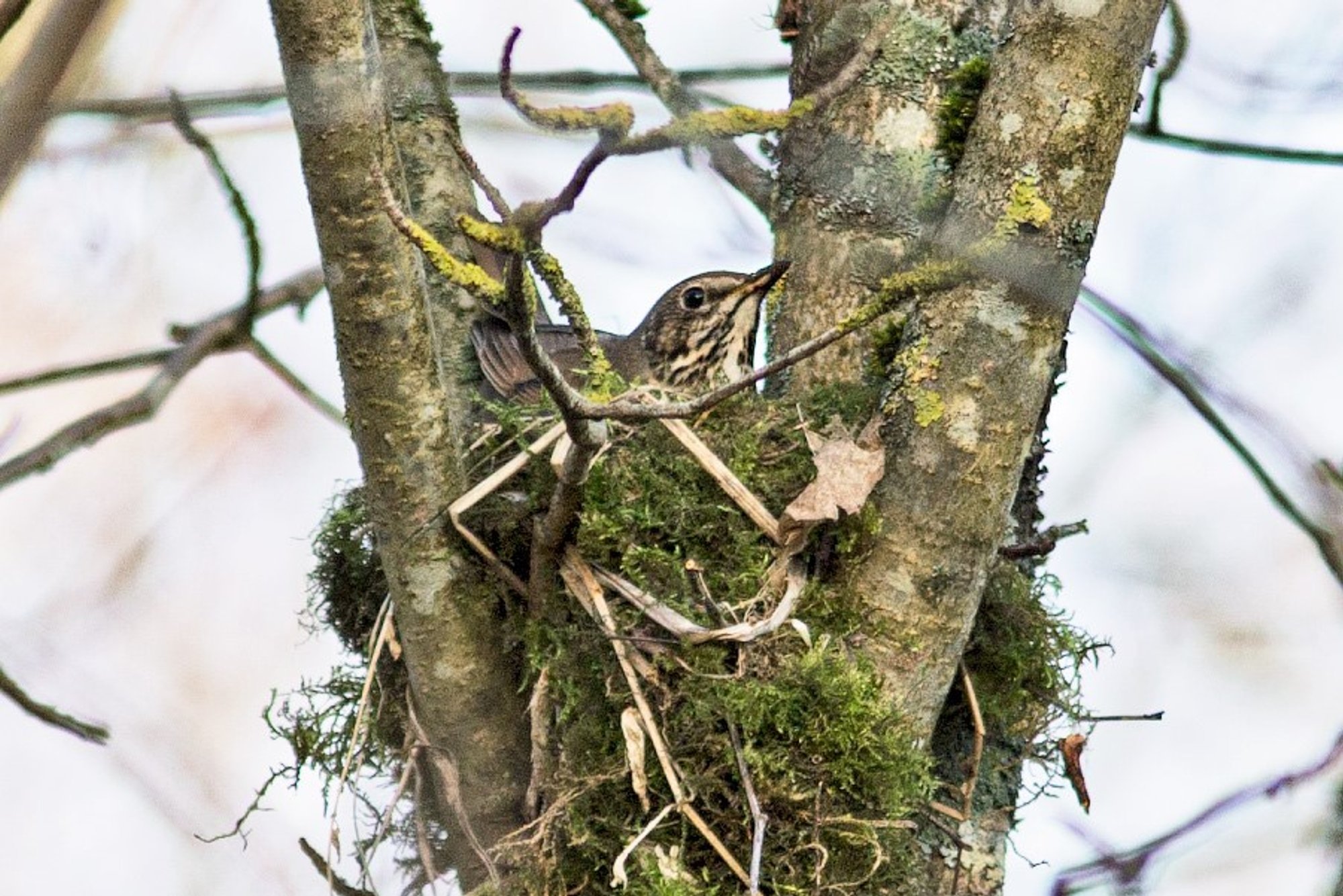 Sel aastal tapeti pesitsuse ajal hinnanguliselt 120 000 linnupoega