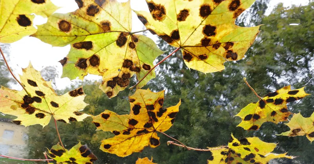 Soe sügis jätkub: november saabub ööpäevaringsete plusskraadidega