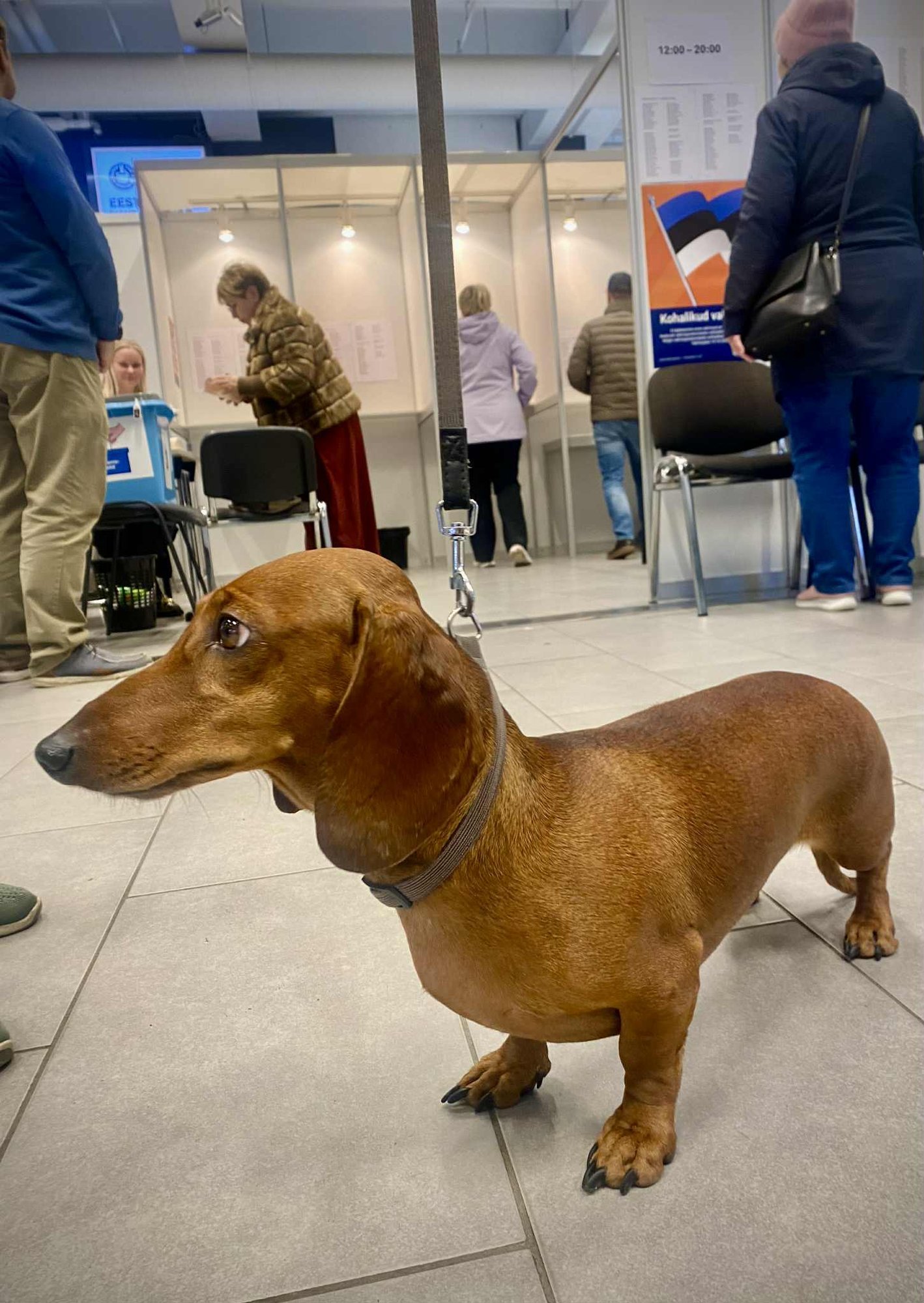 ILSE BLOGI | Kas sellist Tallinna taksid tahavad? Valimistel läks paremini kui koerte mänguväljakul