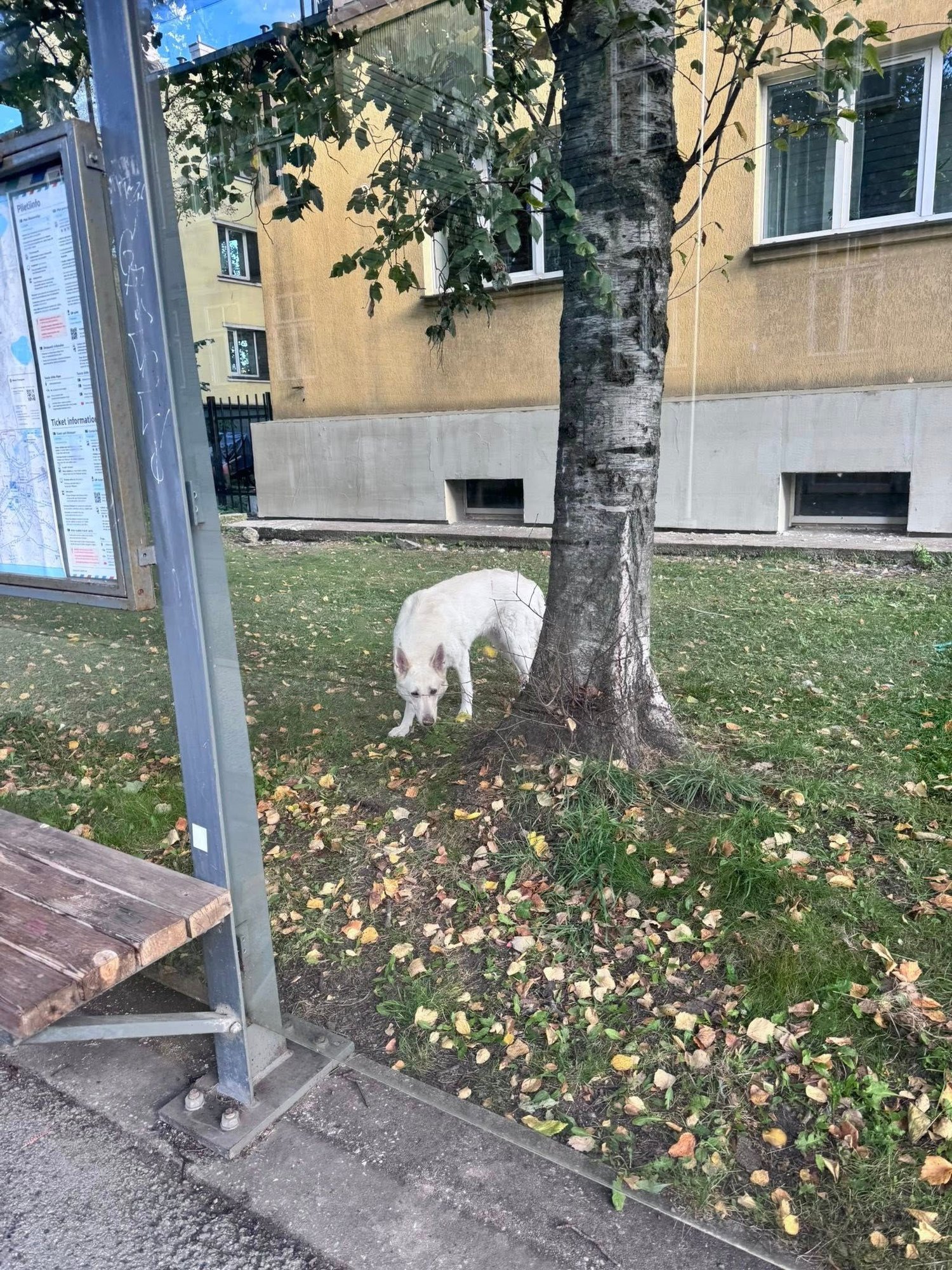 „Kas eeskirjad poliitikutele ei kehtigi?!“ Minister Pakosta hulkuv koer valmistab Kalamaja elanikele muret