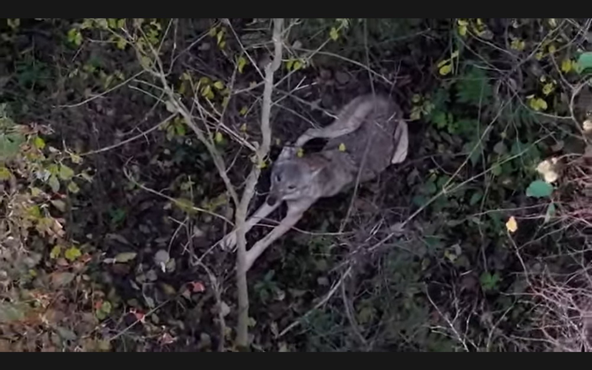 VIDEO | Põnev hetk: loodushuviline jäädvustas Pärnumaal saaki valvanud hundi