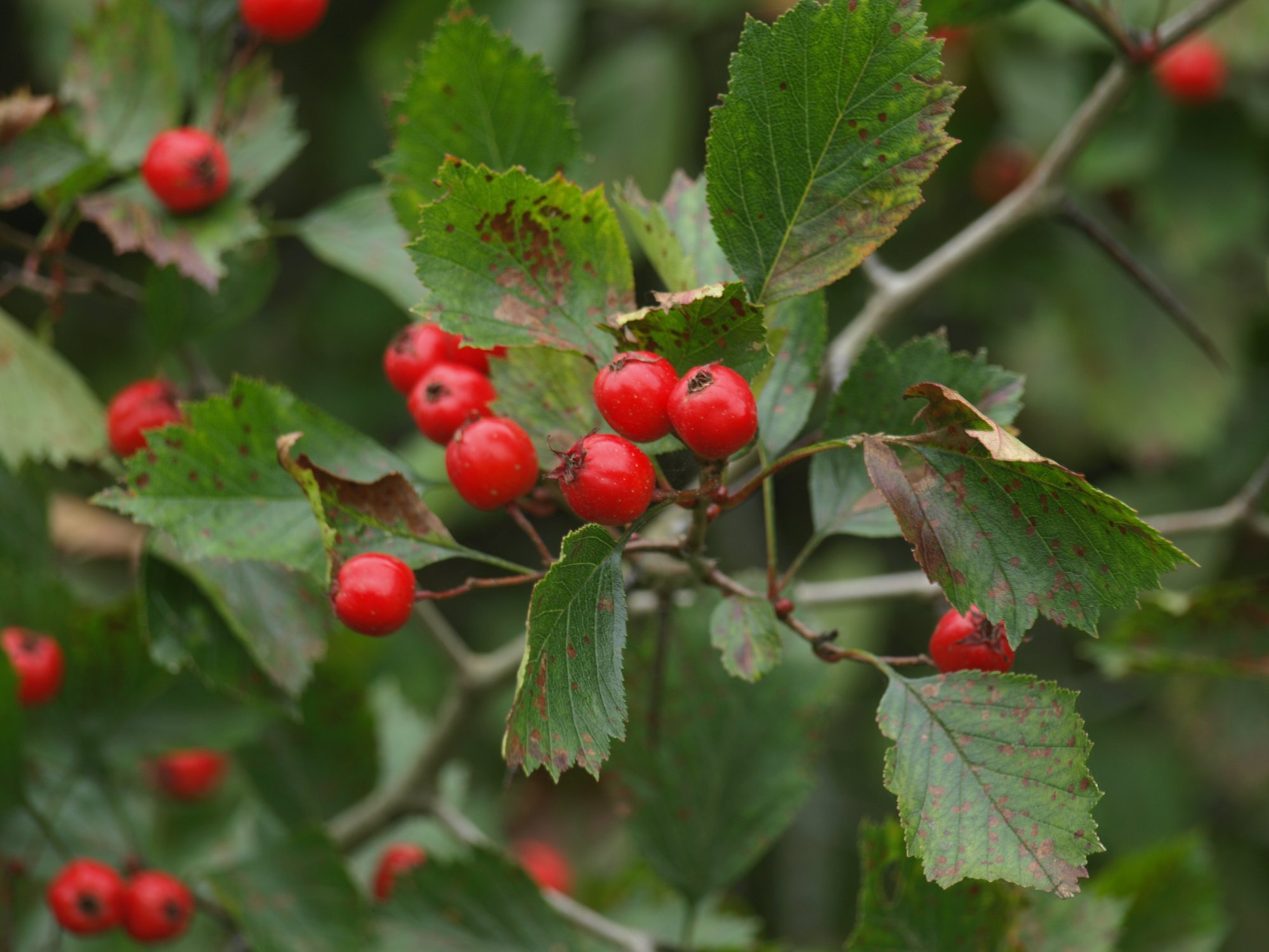 Viirpuu marjade söömine vähendab ärevust ja stressi. Tegu on levinud hekitaimega