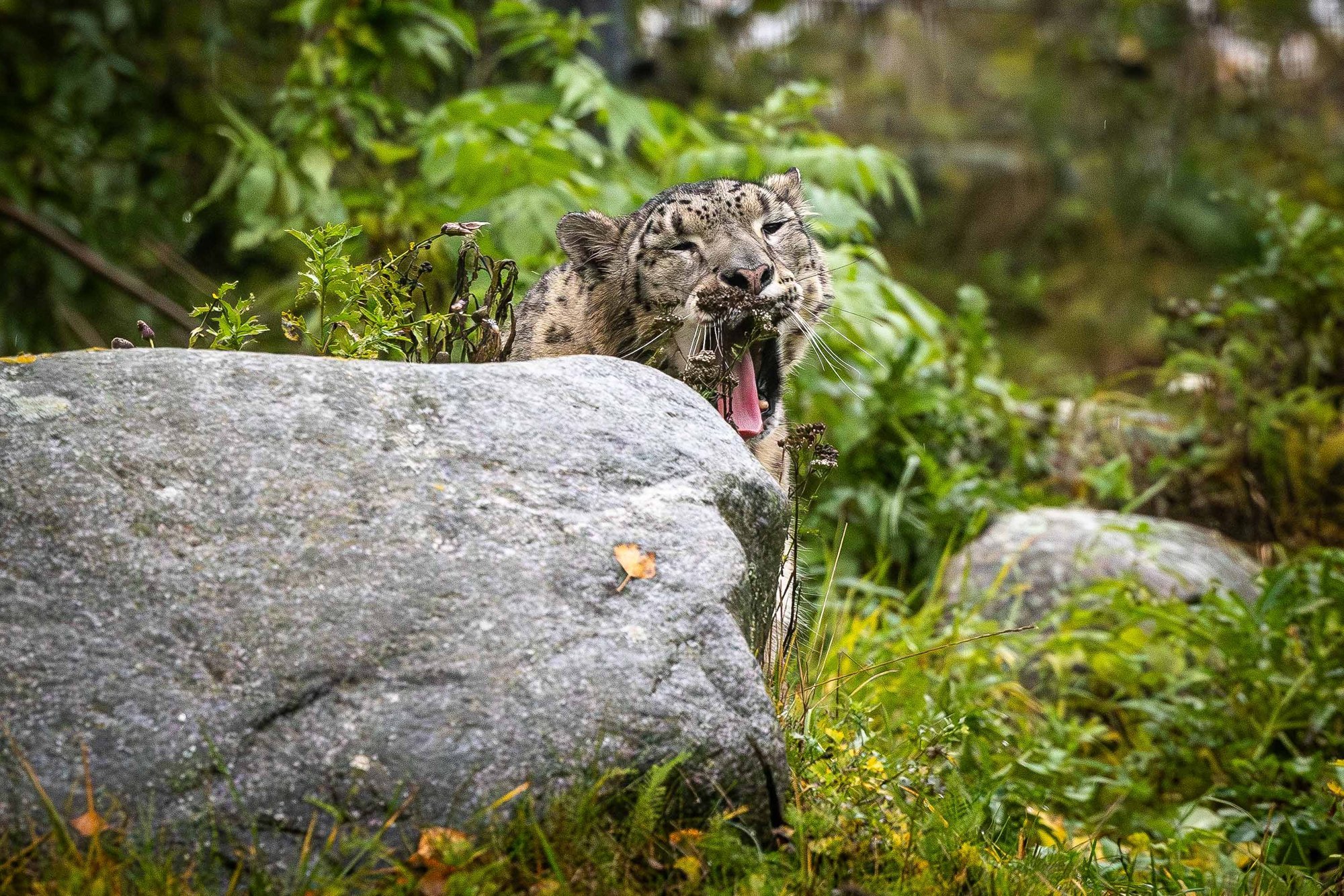 FOTOD | Tallinna loomaaia tavaliselt varju hoidev tippkiskja nõustus fotograafile poseerima