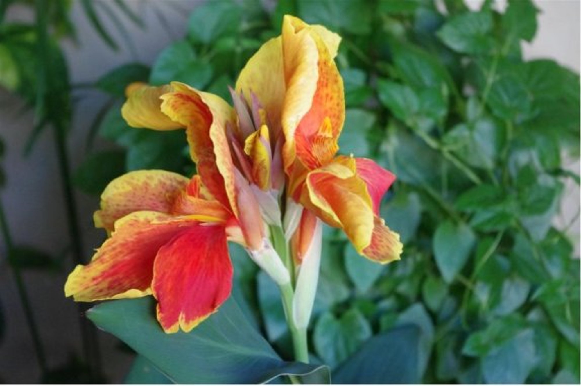 Oma kogemus | Kannad sobivad kasvatamiseks ka toas