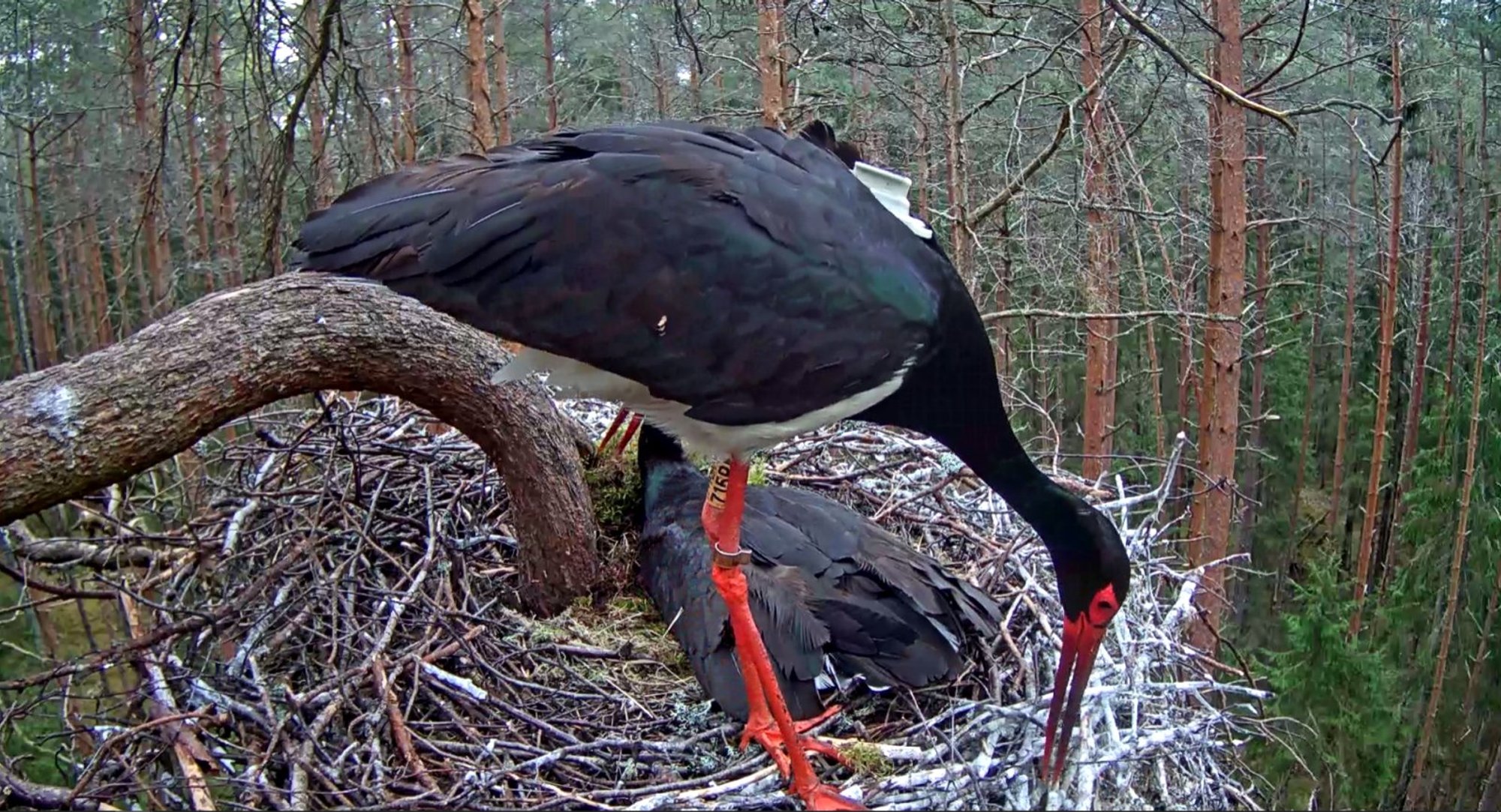 Haraldi luksuslik lend Finnairi pardal: toonekurg sai passi ja reisis lennukiga Soomest Hispaaniasse