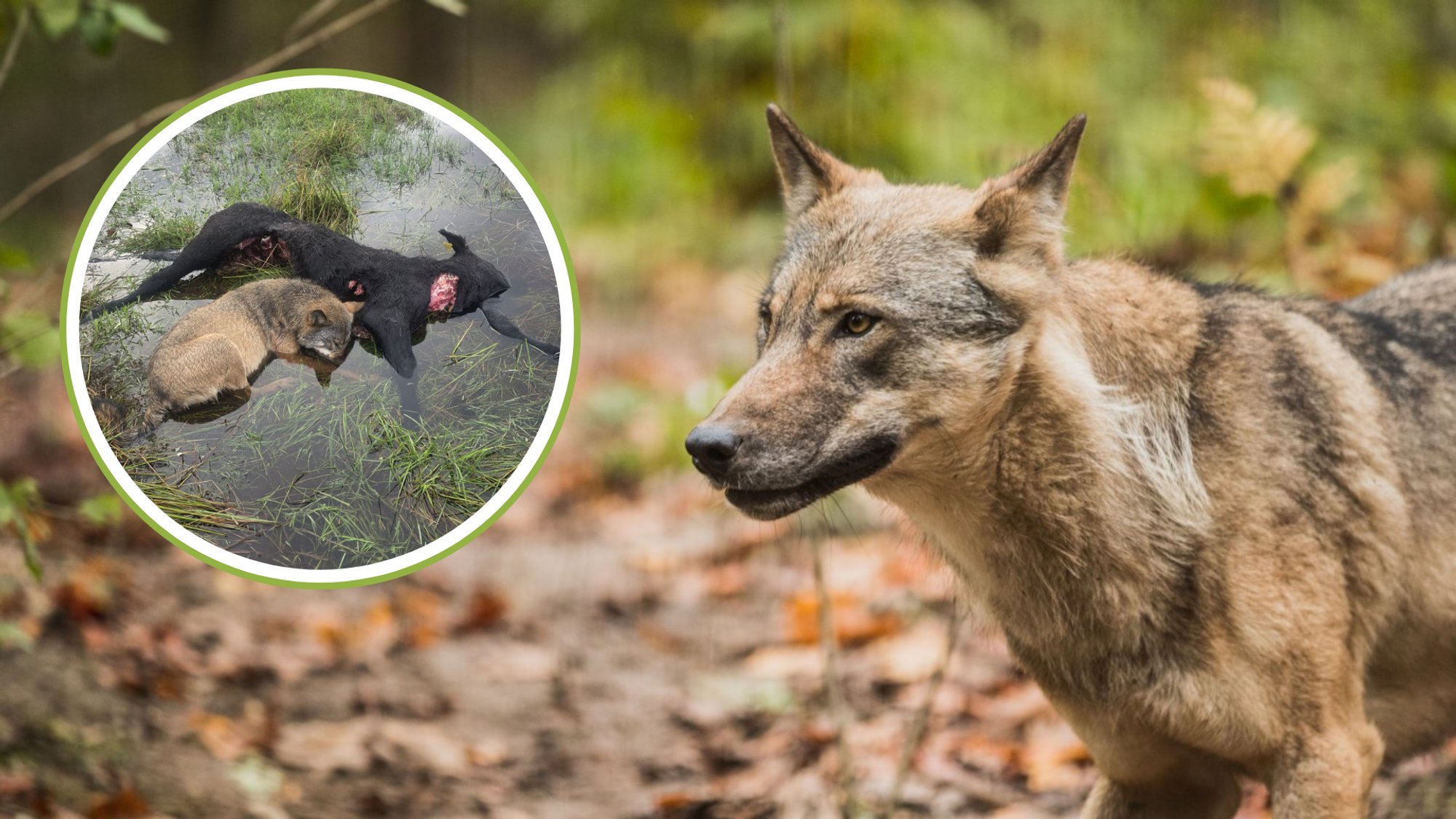 Soomaa konflikt jätkub: „Veisekari on sõna otseses mõttes huntidele uru ukse ette viidud“