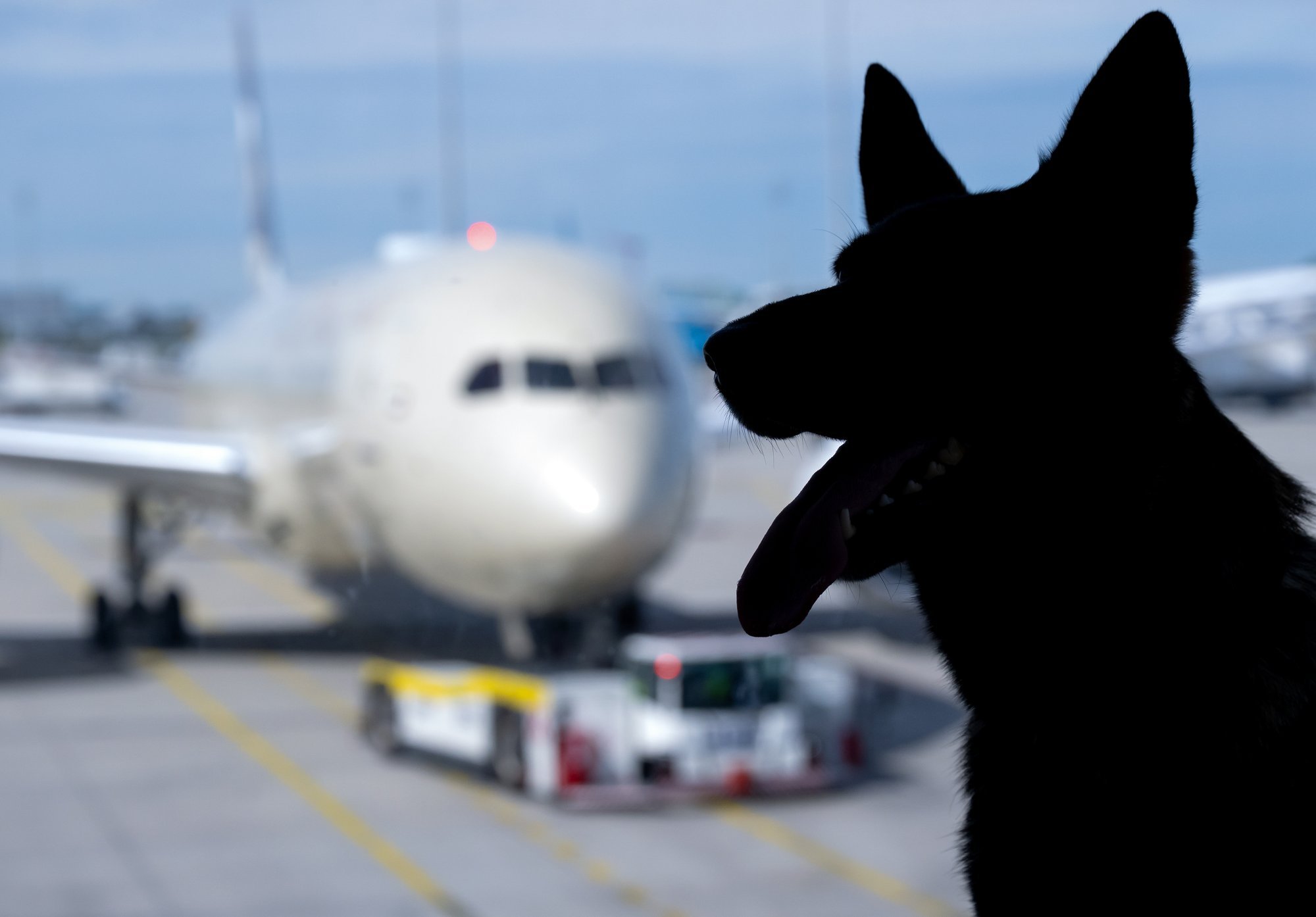 Lennufirma kaotas koera nagu kohvri. Kas seadus peab neljajalgset pereliiget pagasiks?