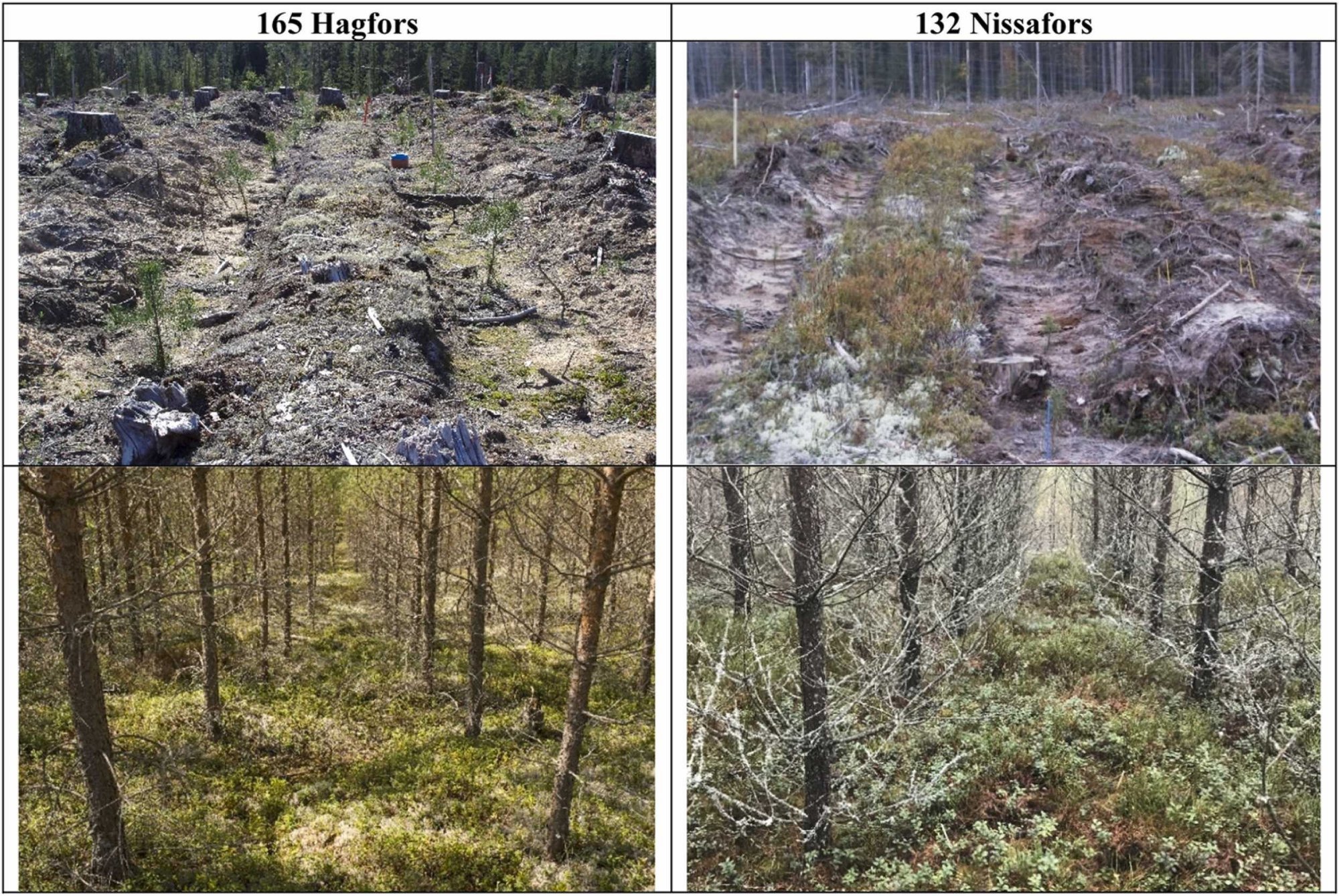 Vagudesse istutatud männid kasvavad kiiremini