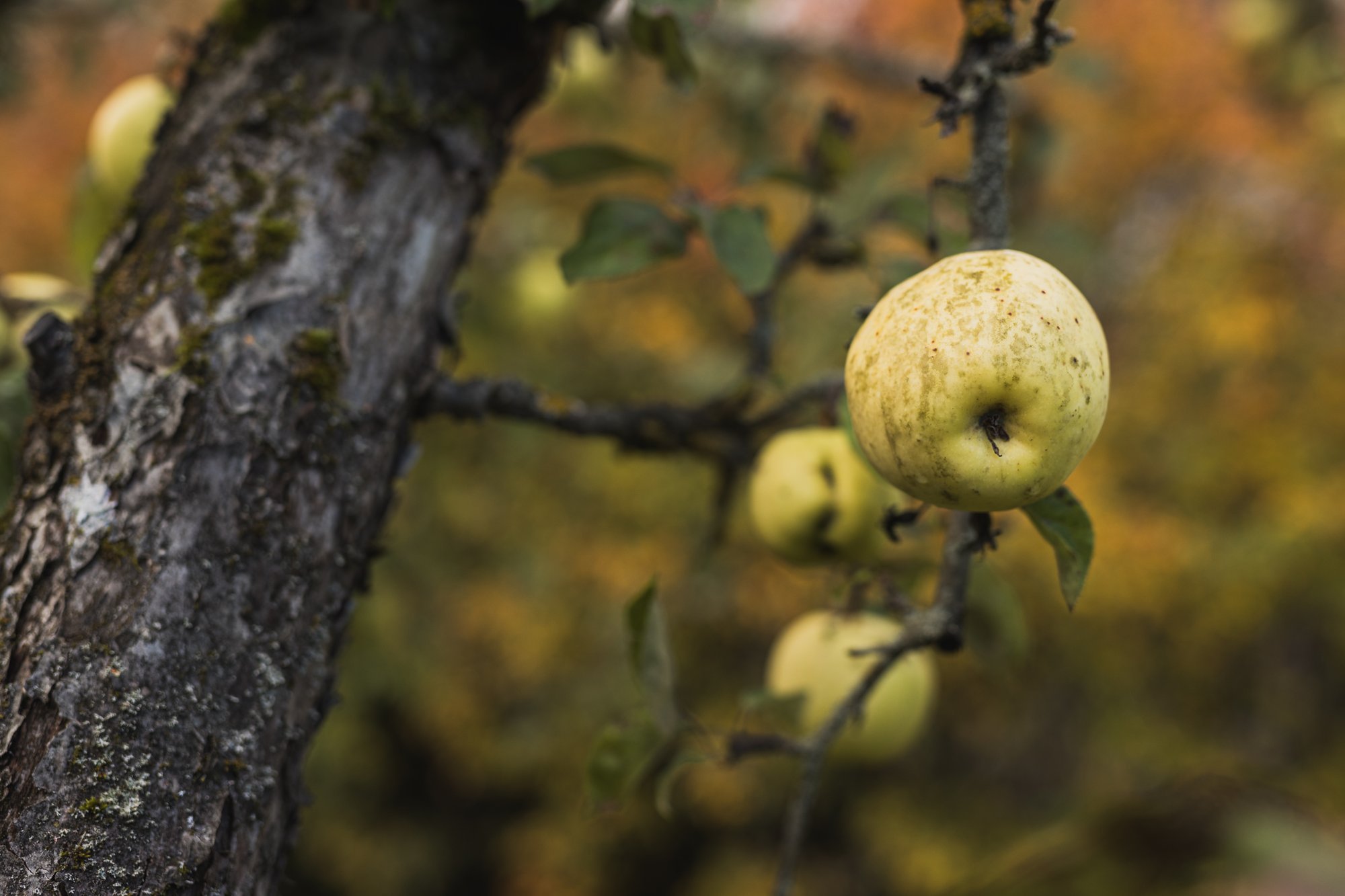 Miks on õunad justkui tahmakirmega kaetud ja mida nüüd ette võtta?