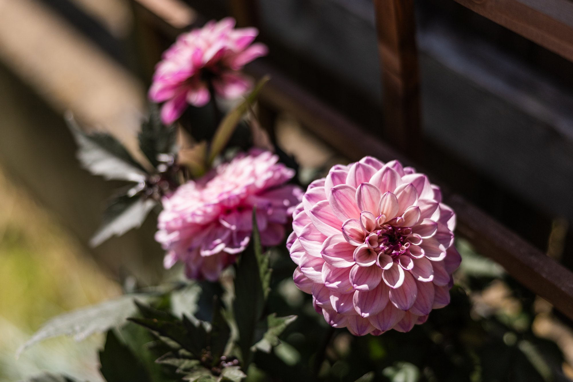 Millal daaliate juuremugulad üles võtta ja kuidas neid talvel säilitada?