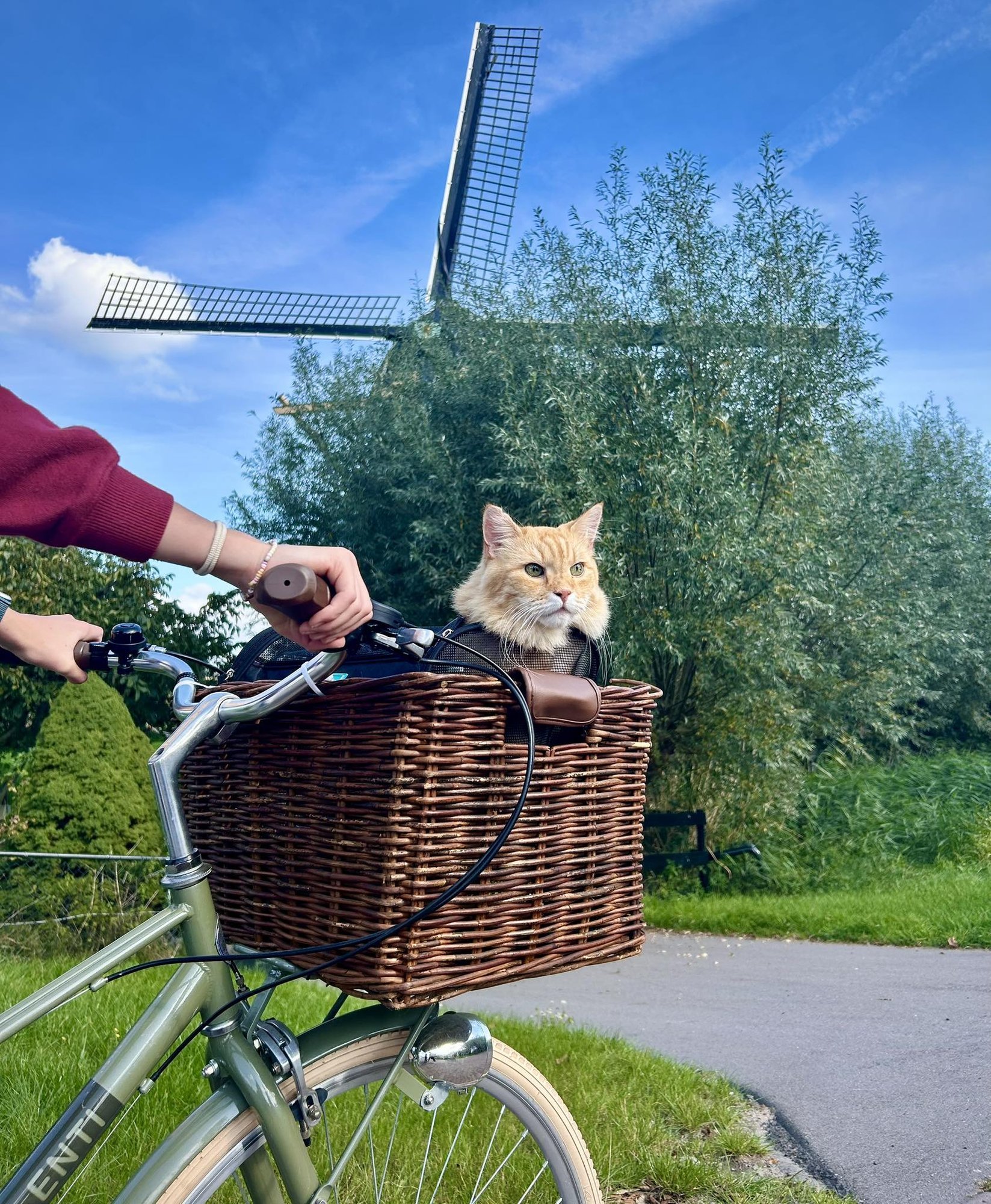Polegi enam Kalamaja, vaid Amsterdami kass August! Legendaarne kiisu naudib nüüd kuulsust Hollandi pealinnas