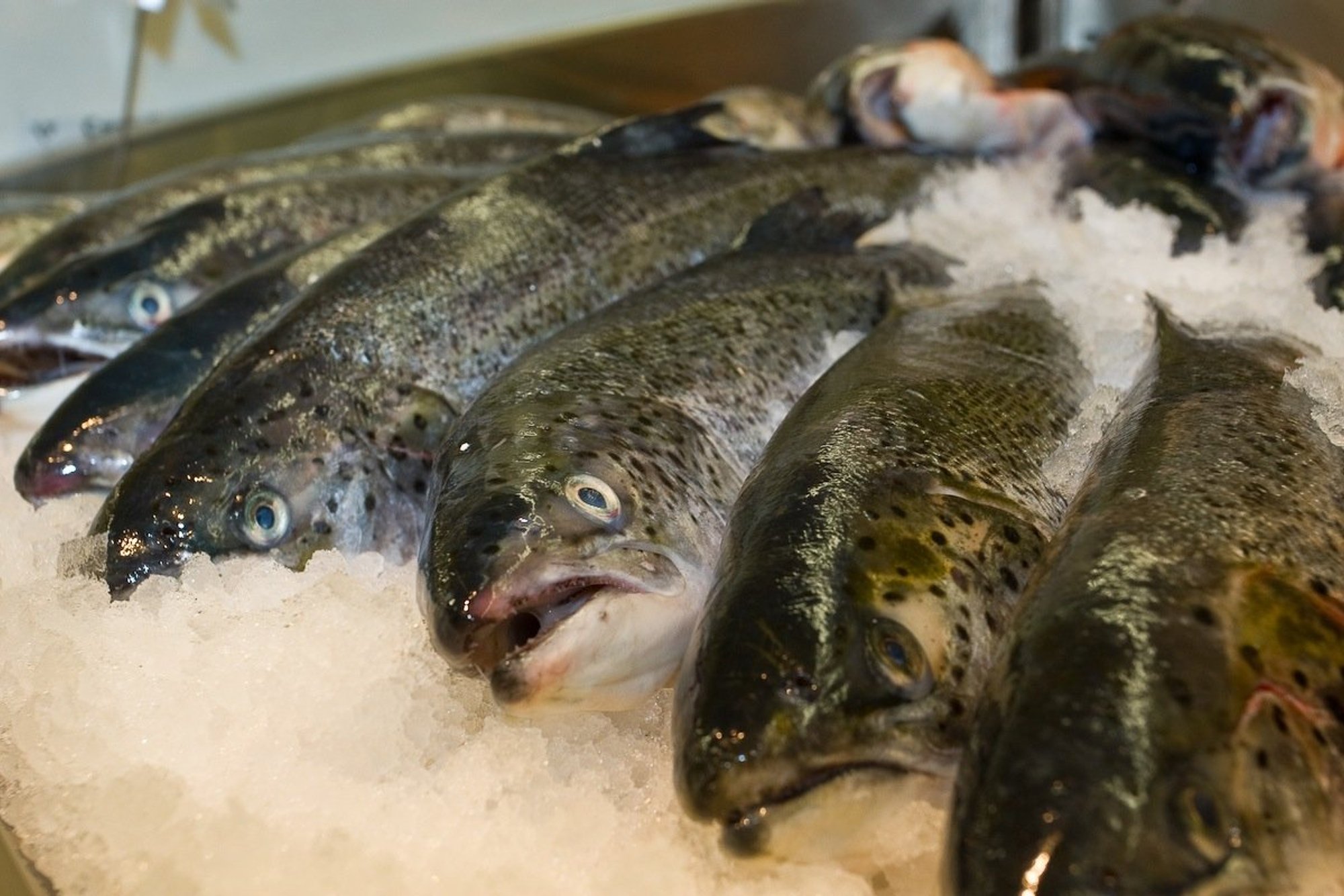 Mitmesaja tuhande eurose maksuvõlaga Vimida kalatööstus koondab üle 20 töötaja