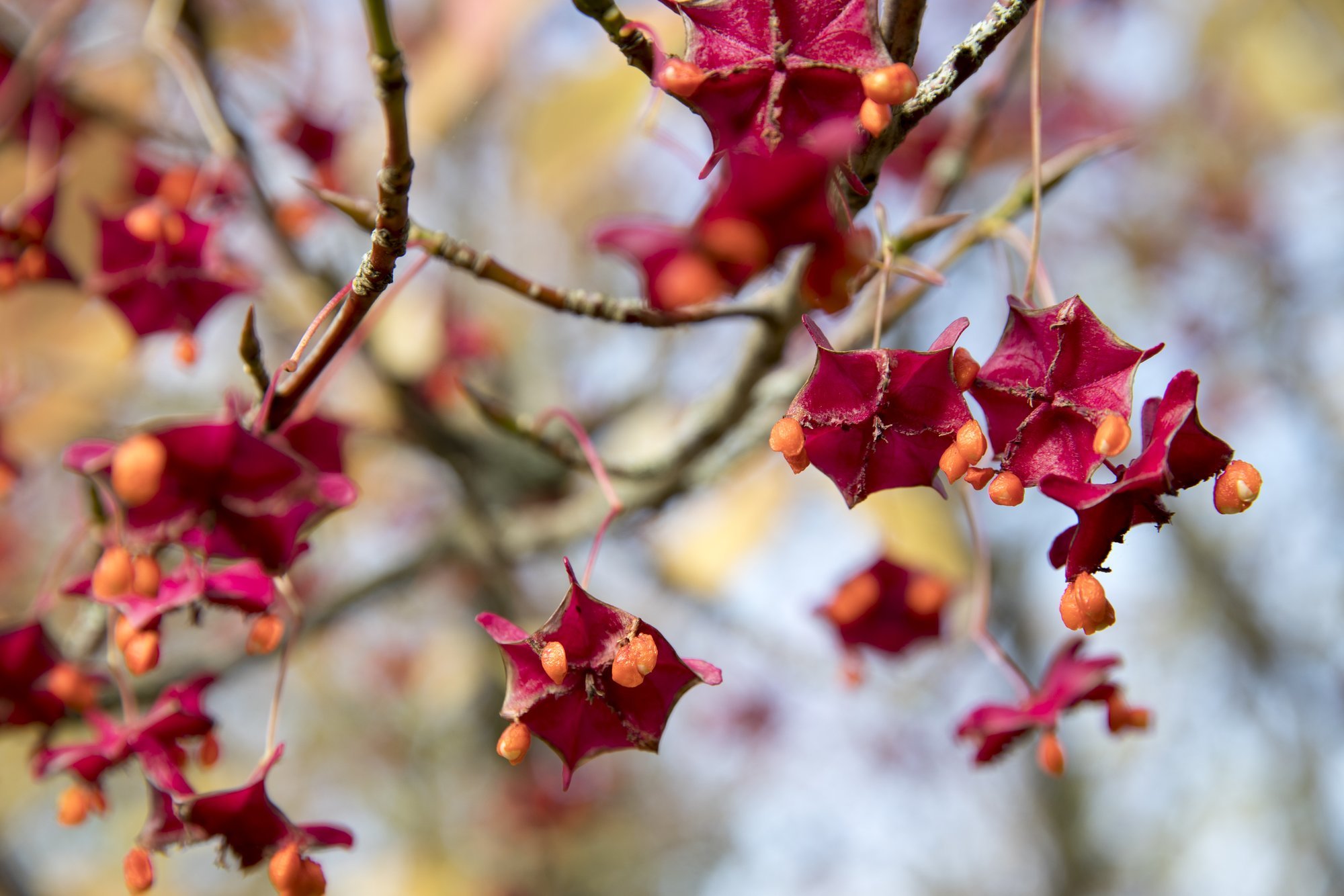 VIDEO | Kikkapuu on kõige kaunim sügisel, tuues aeda värvi