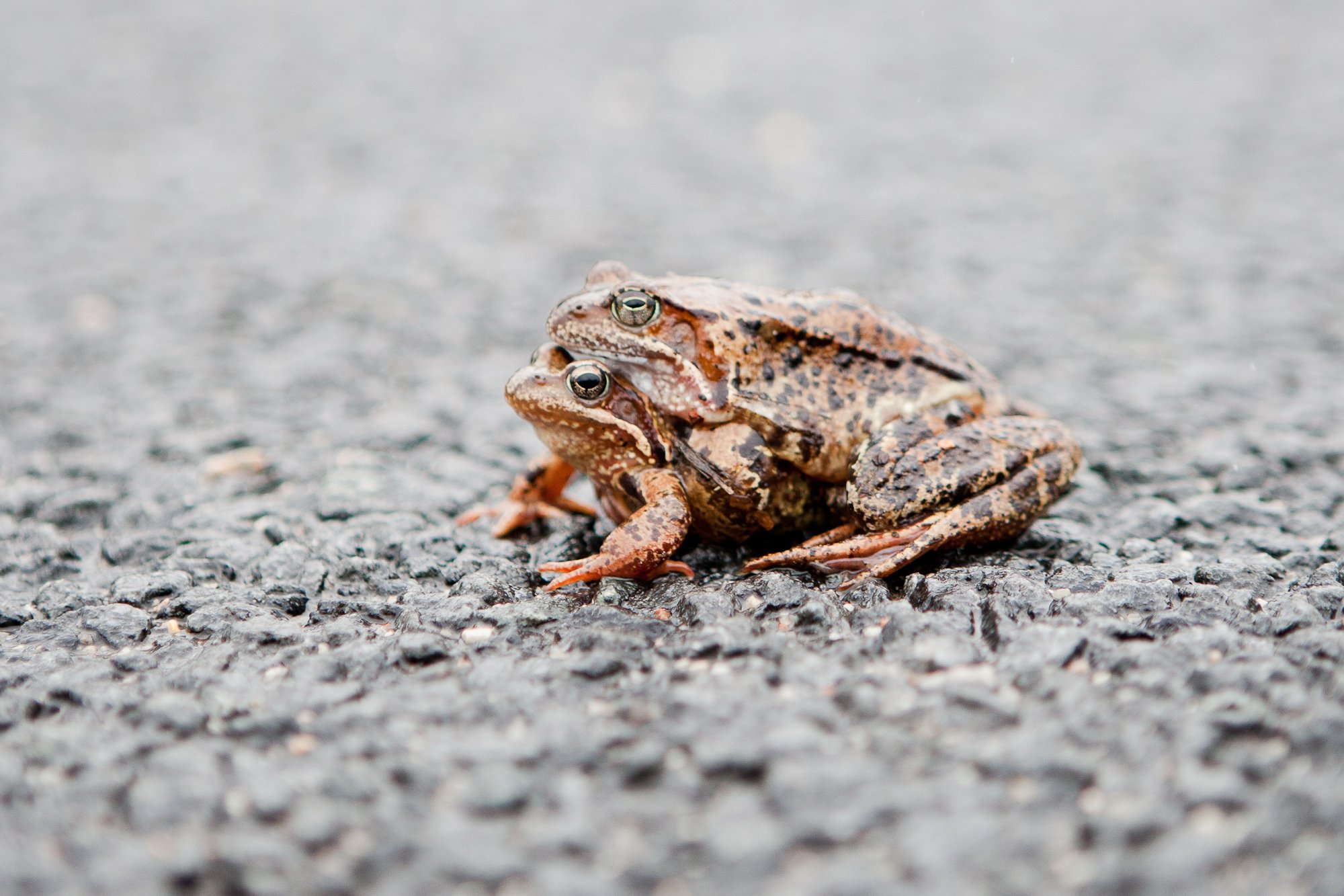 Konnadel on Tallinnas mõnus: väljasuremise asemel nad sigivad usinalt