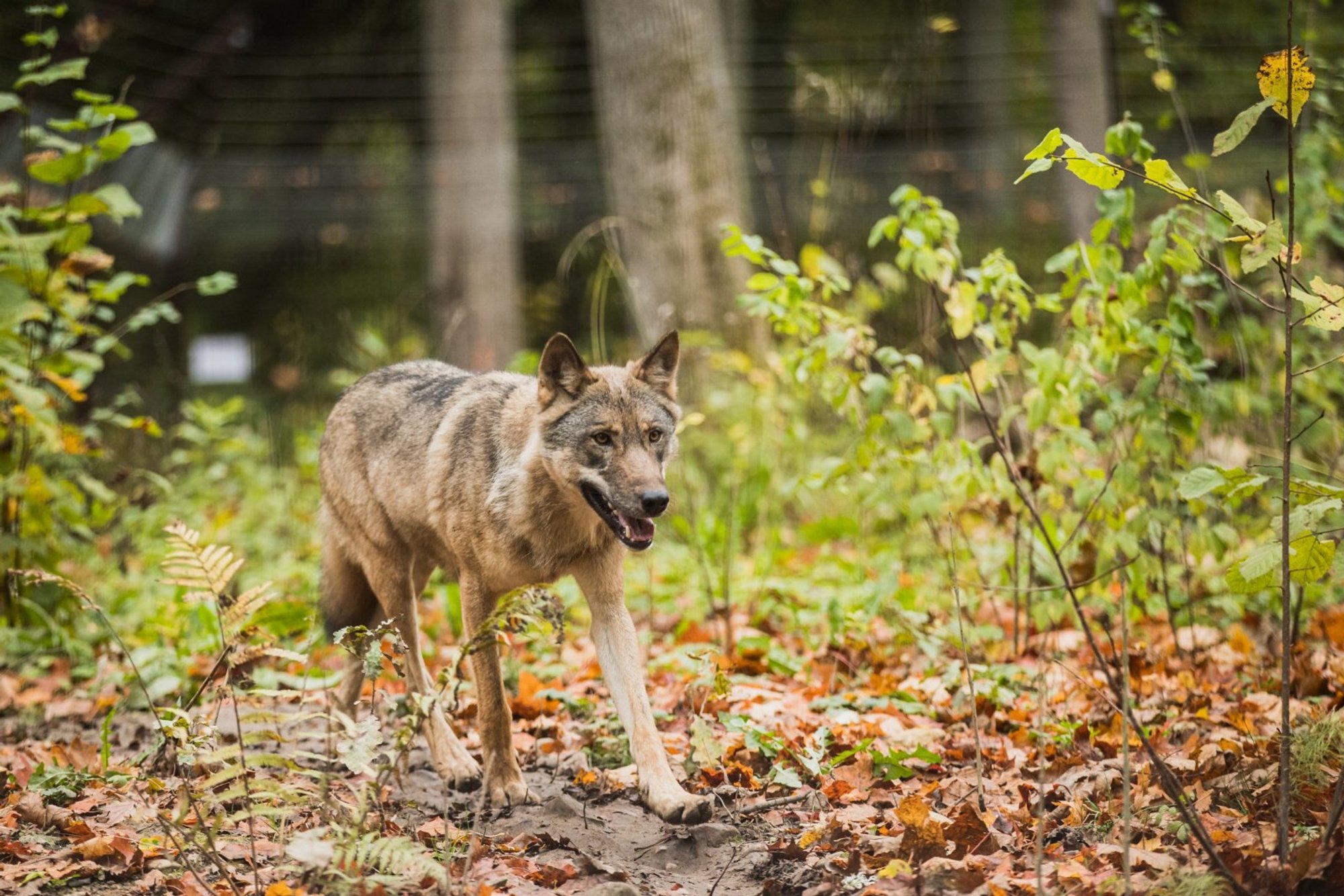 Karmid hundirünnakud Soomes: lambafarmis on tänavu hundid murdmas käinud juba kuus korda