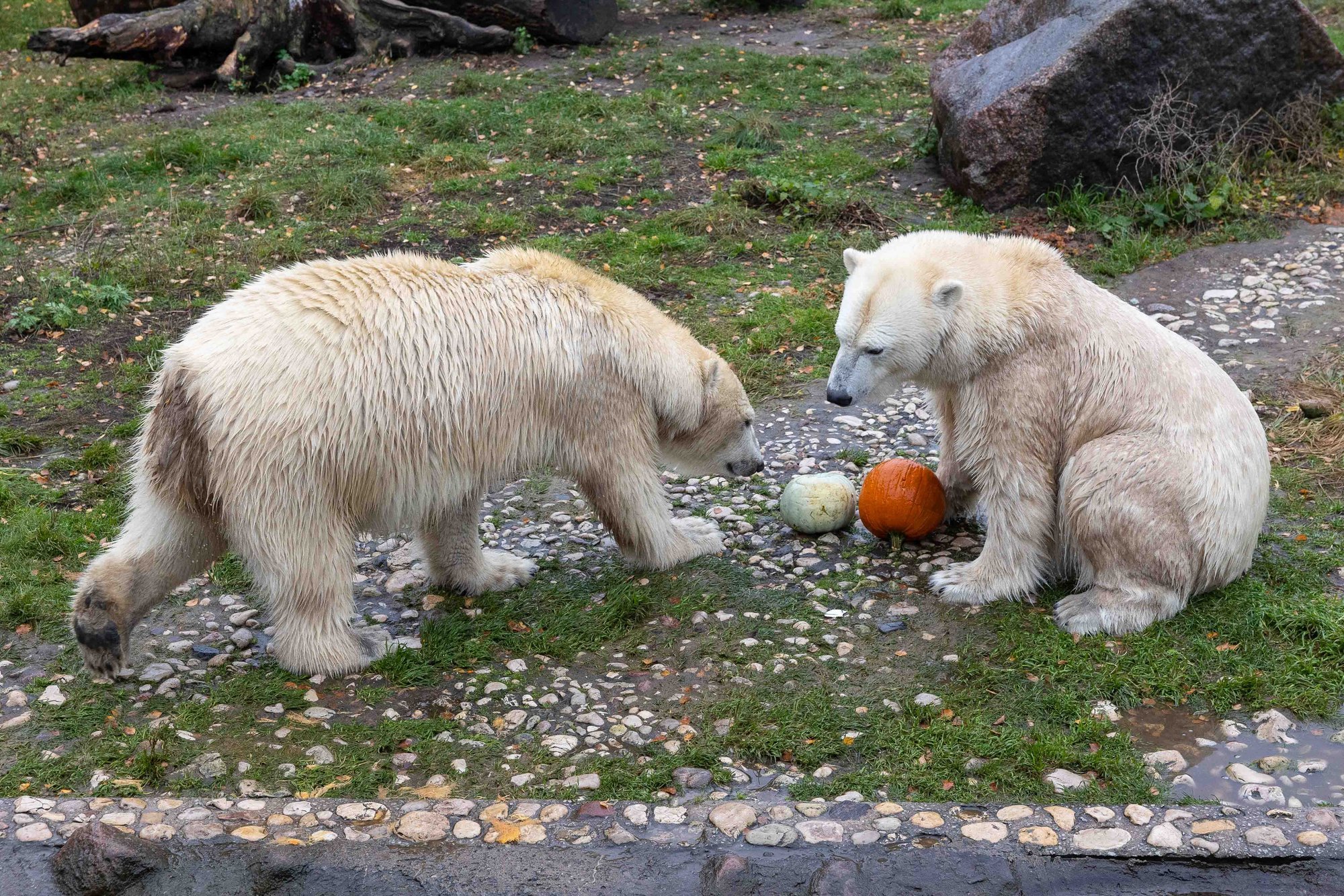 FOTOD | Loomaaia kõrvitsapidu ei jätnud külmaks ühtki osalist