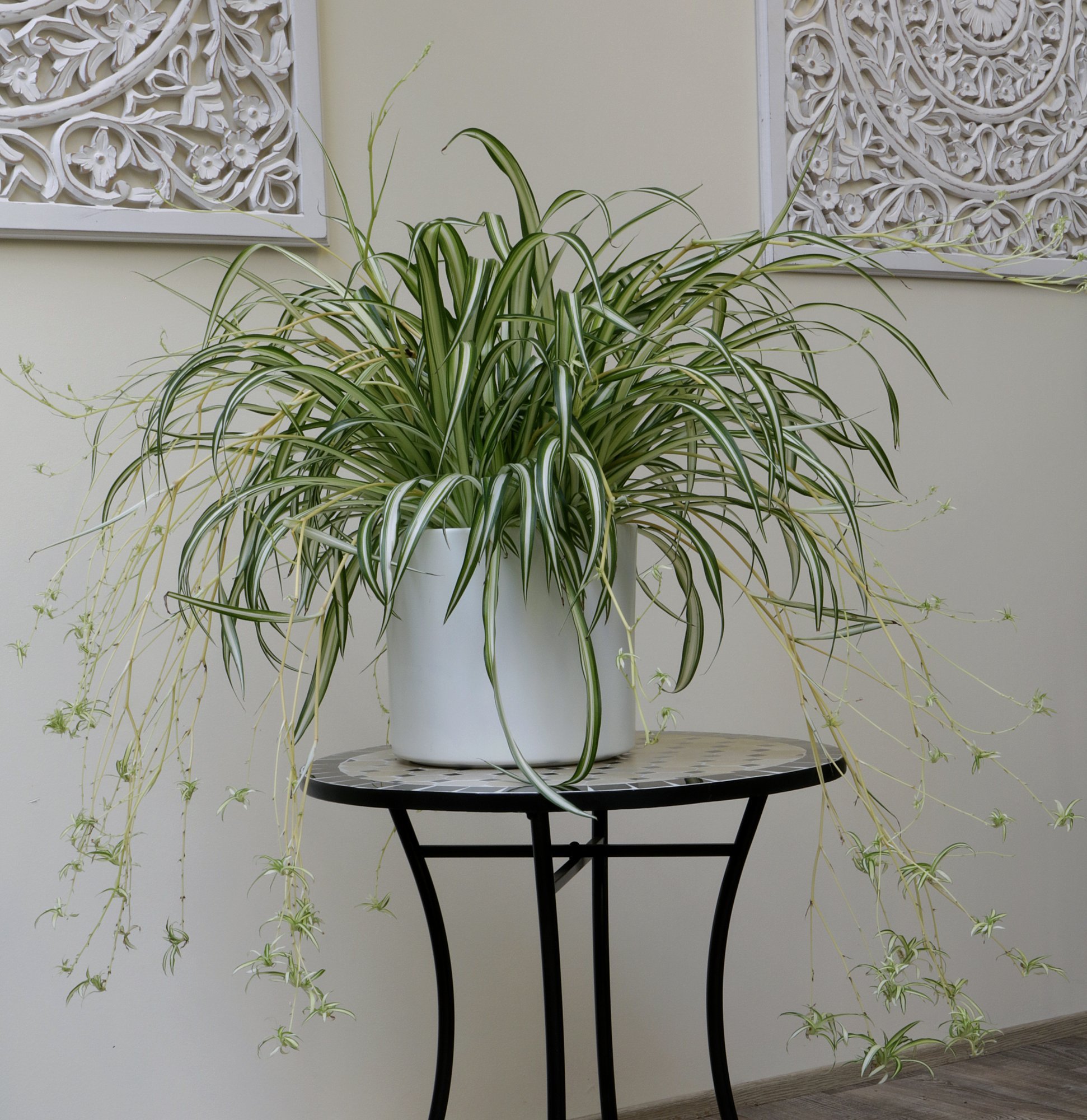 Kodu roheliseks | Vaata, milliseid toataimi tasub just nüüd soetada!