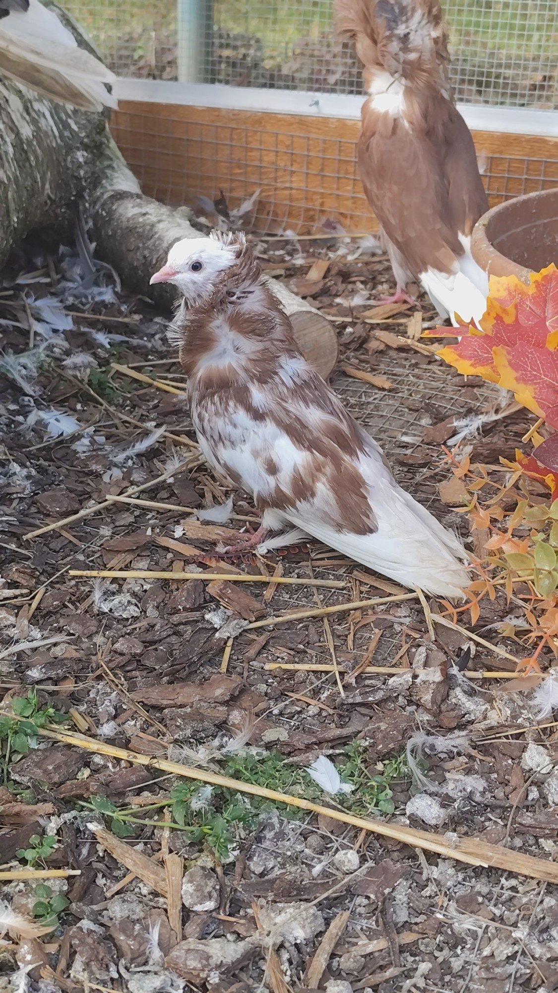 GALERII | Jagub nii metsikuid, haruldasi kui värvilisi: hobitalus kasvab 80 silmatorkava välimusega tuvi