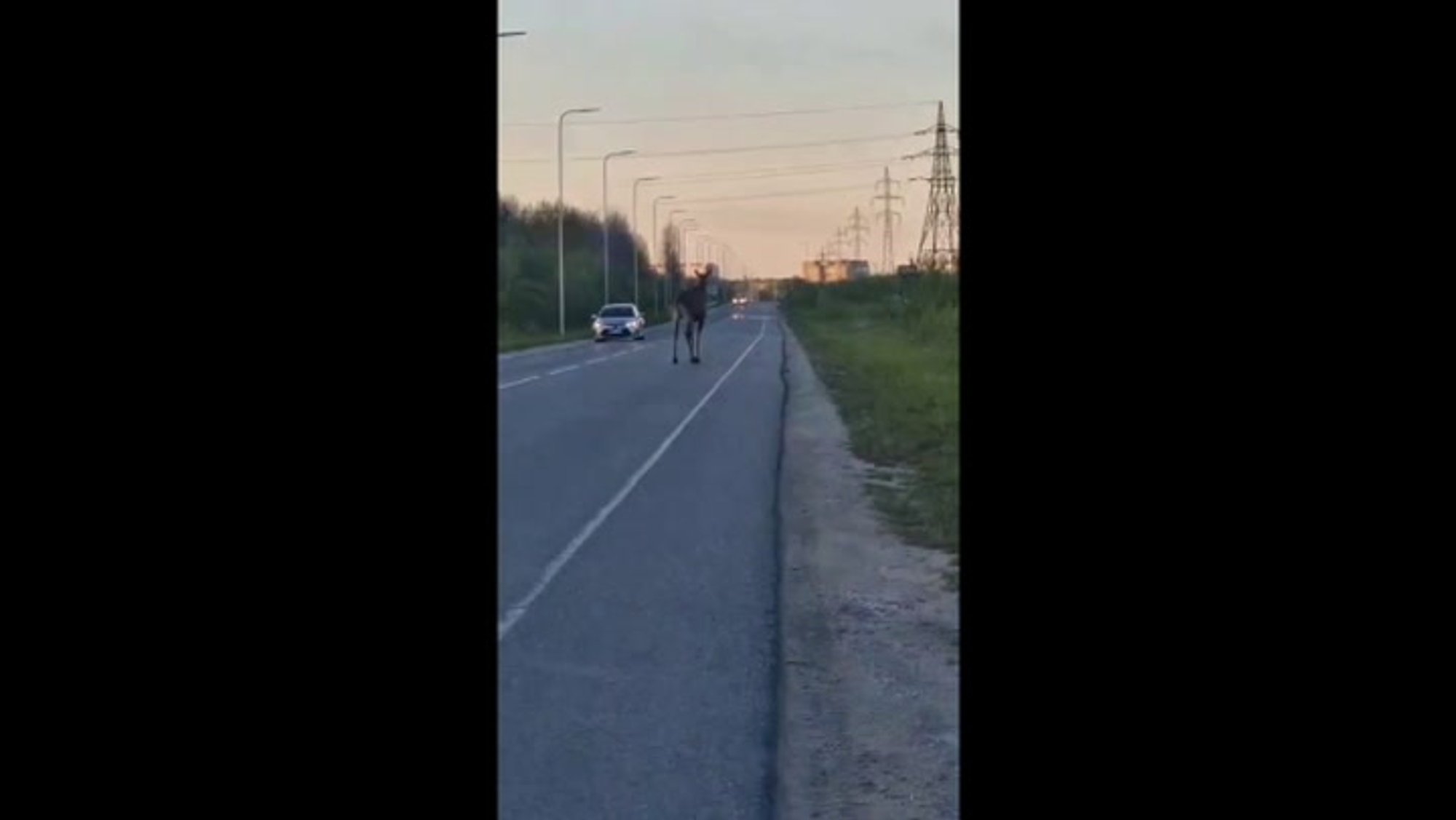 VIDEO JA FOTOD | Päite loomapargi neljajalgne sekretär suundub Slovakkiasse sugu jätkama