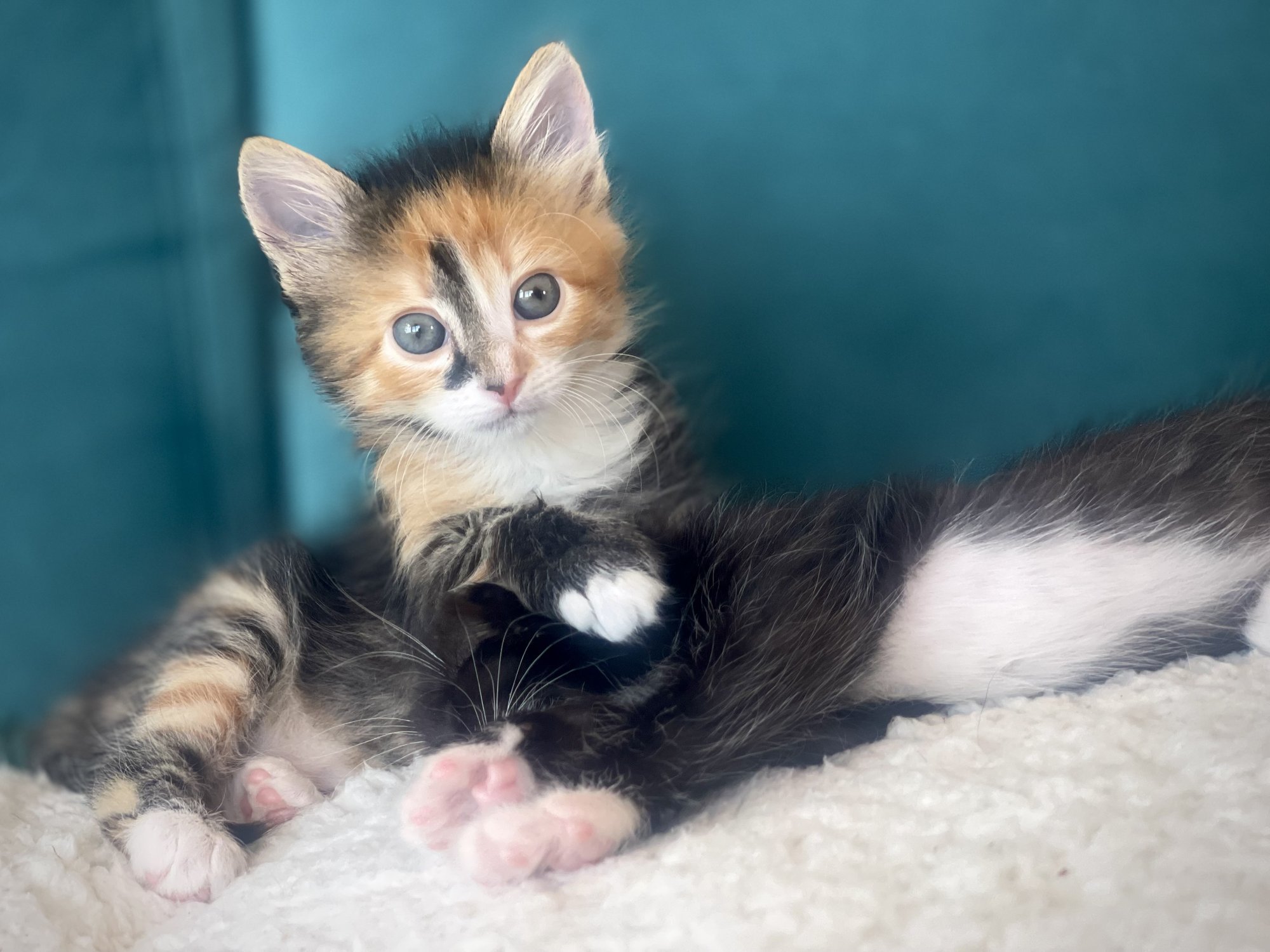 „Imikut sa ei anna ju võõrale inimesele hoida?“ Piimavurrud võtavad oma kaitse alla kõige hapramad loomapojad