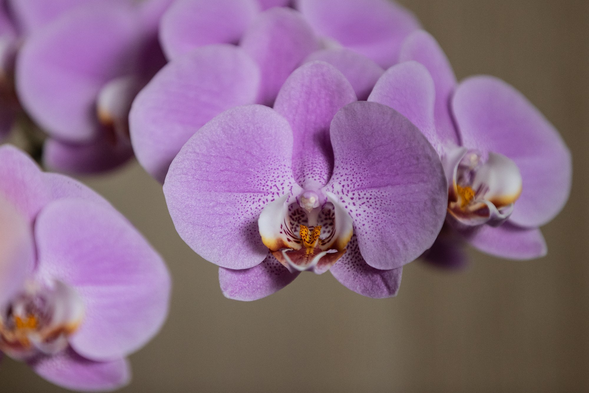 Kuukinga kastmisvajadust näitavad juured. Kuidas täpselt?