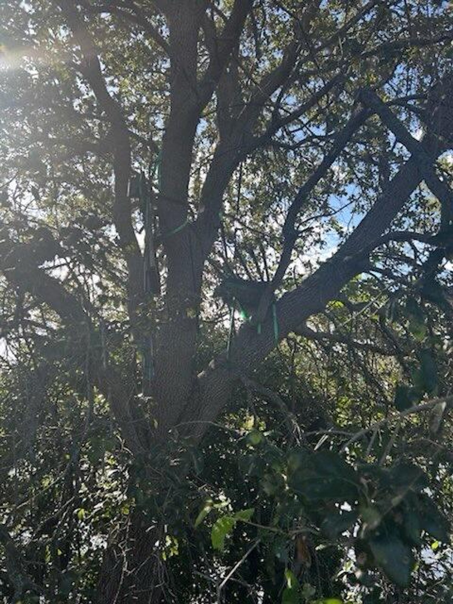 Trumpi kasutatava Florida lennuvälja juures leiti puu otsast kahtlane platvorm