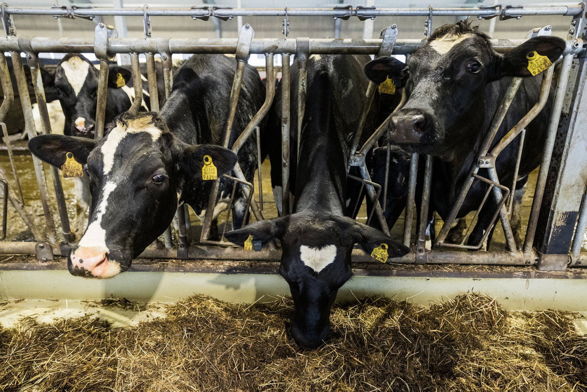 PRIA ägab suurenenud töökoormuse all. Toetuste menetlemine venib