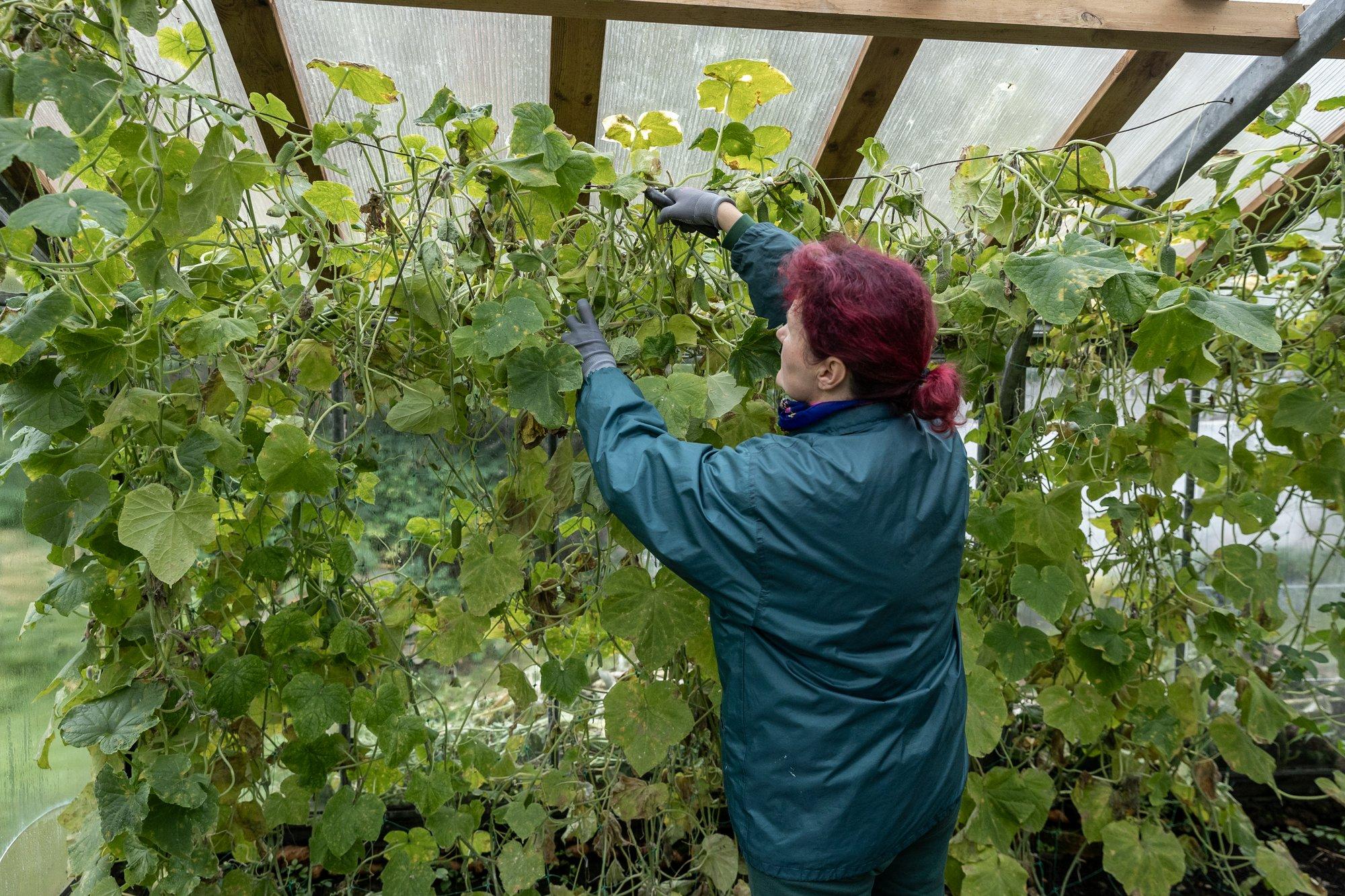 Sea kasvuhoone talvekorda ja võta ette korralik puhastamine!