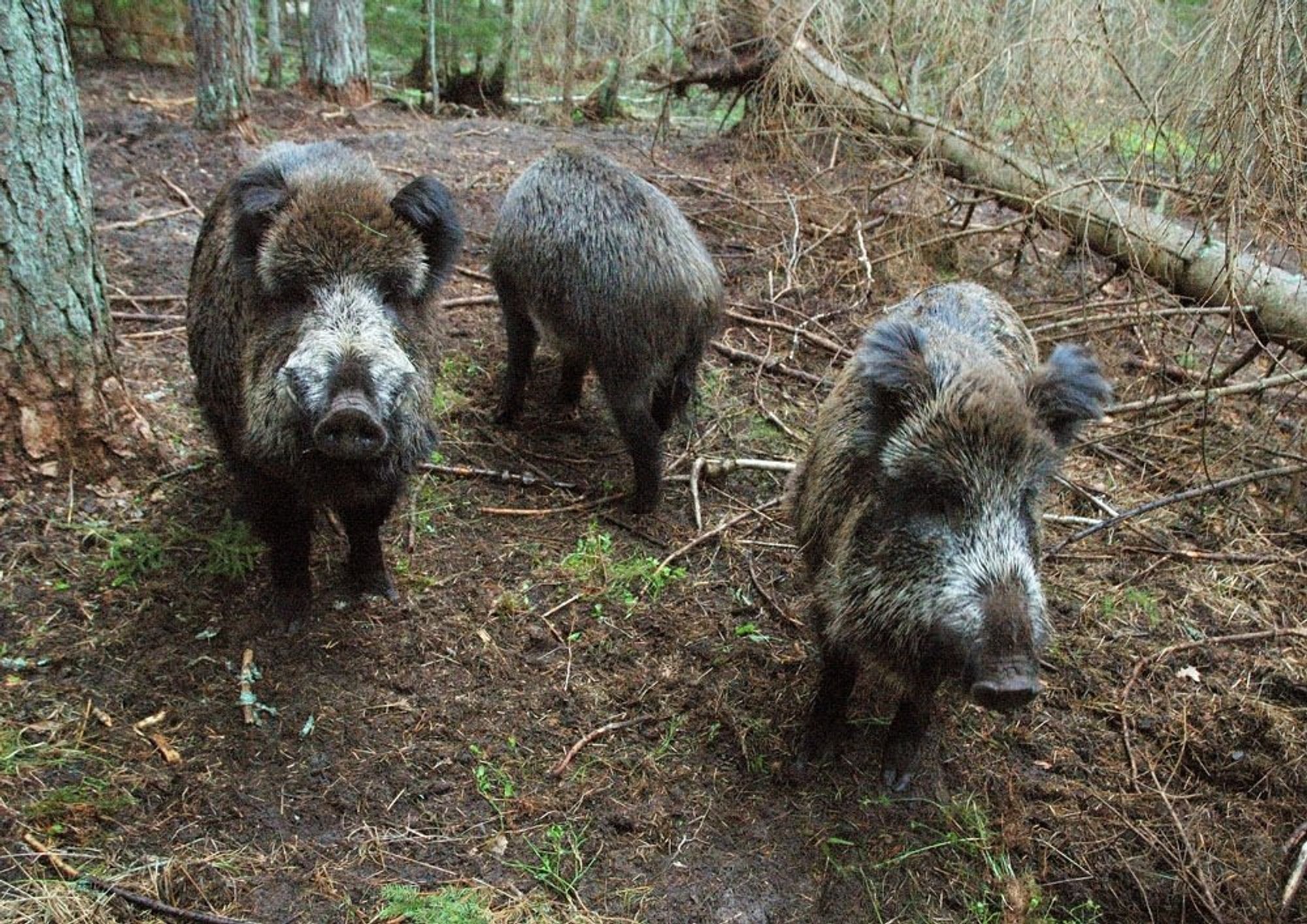 KIK annab Aafrika seakatku tõkestamiseks metssigade küttimise toetust