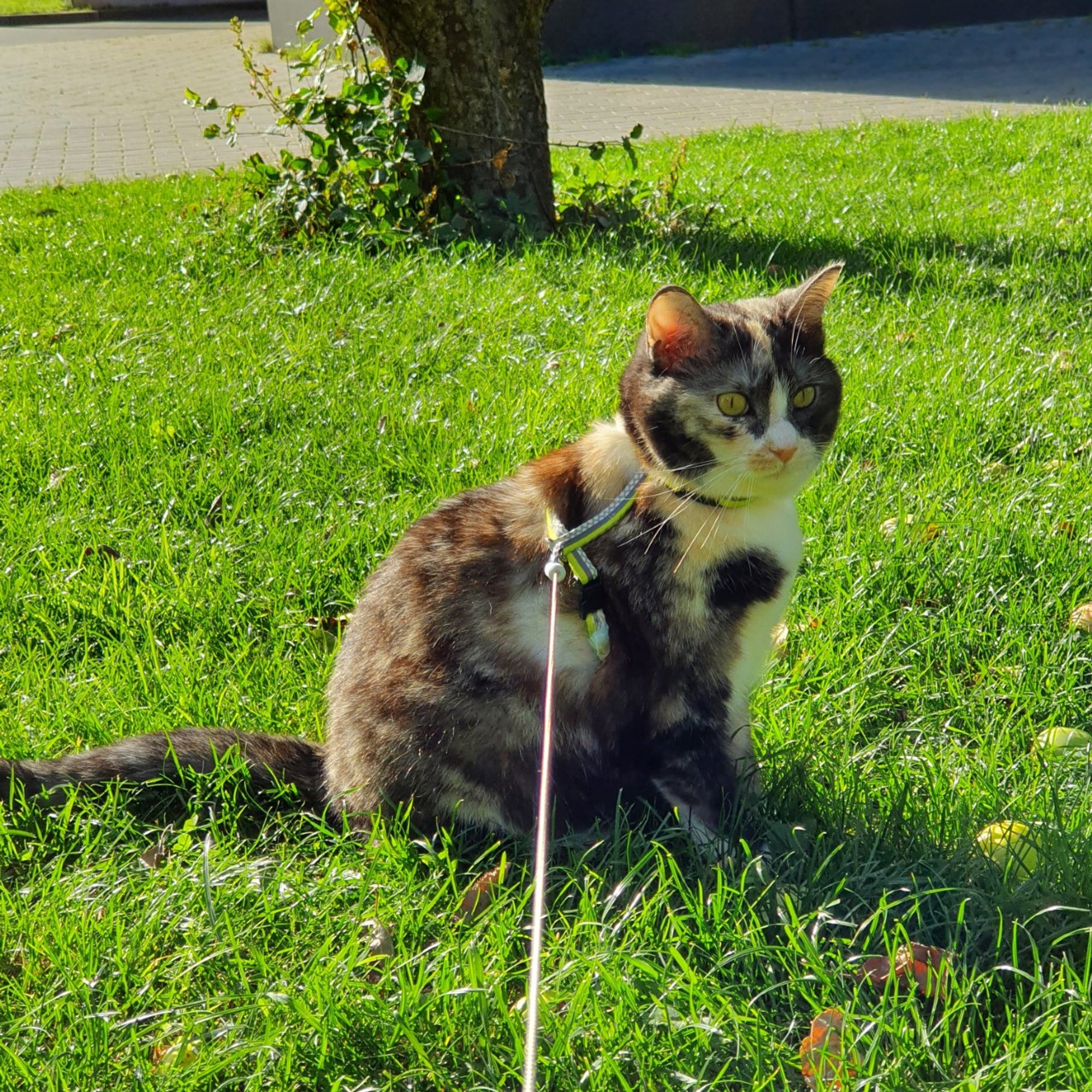 Traksid selga ja õue: kas kassi on võimalik treenida jalutama nagu koera?