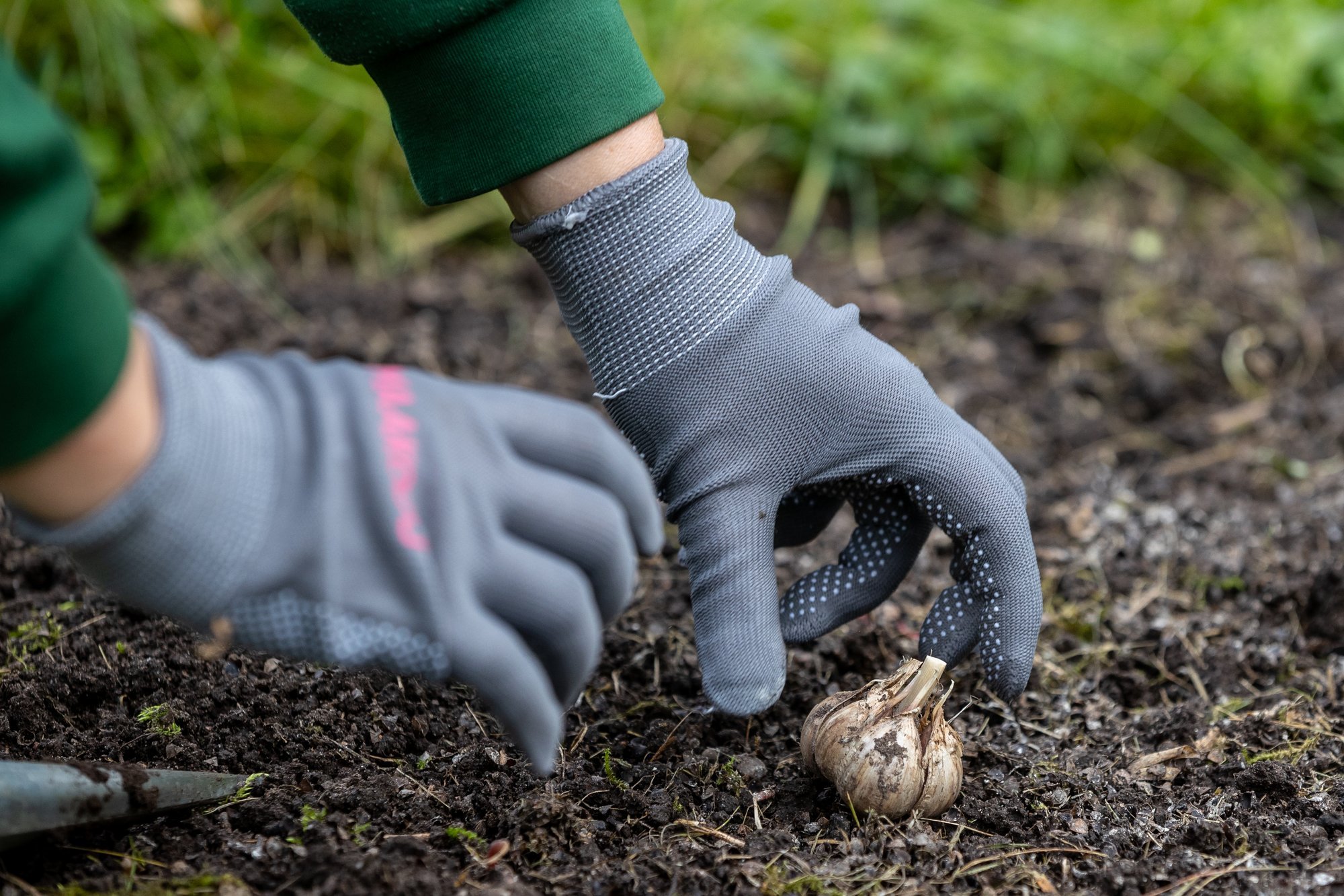 Millal on õige aeg panna mulda taliküüslauk?