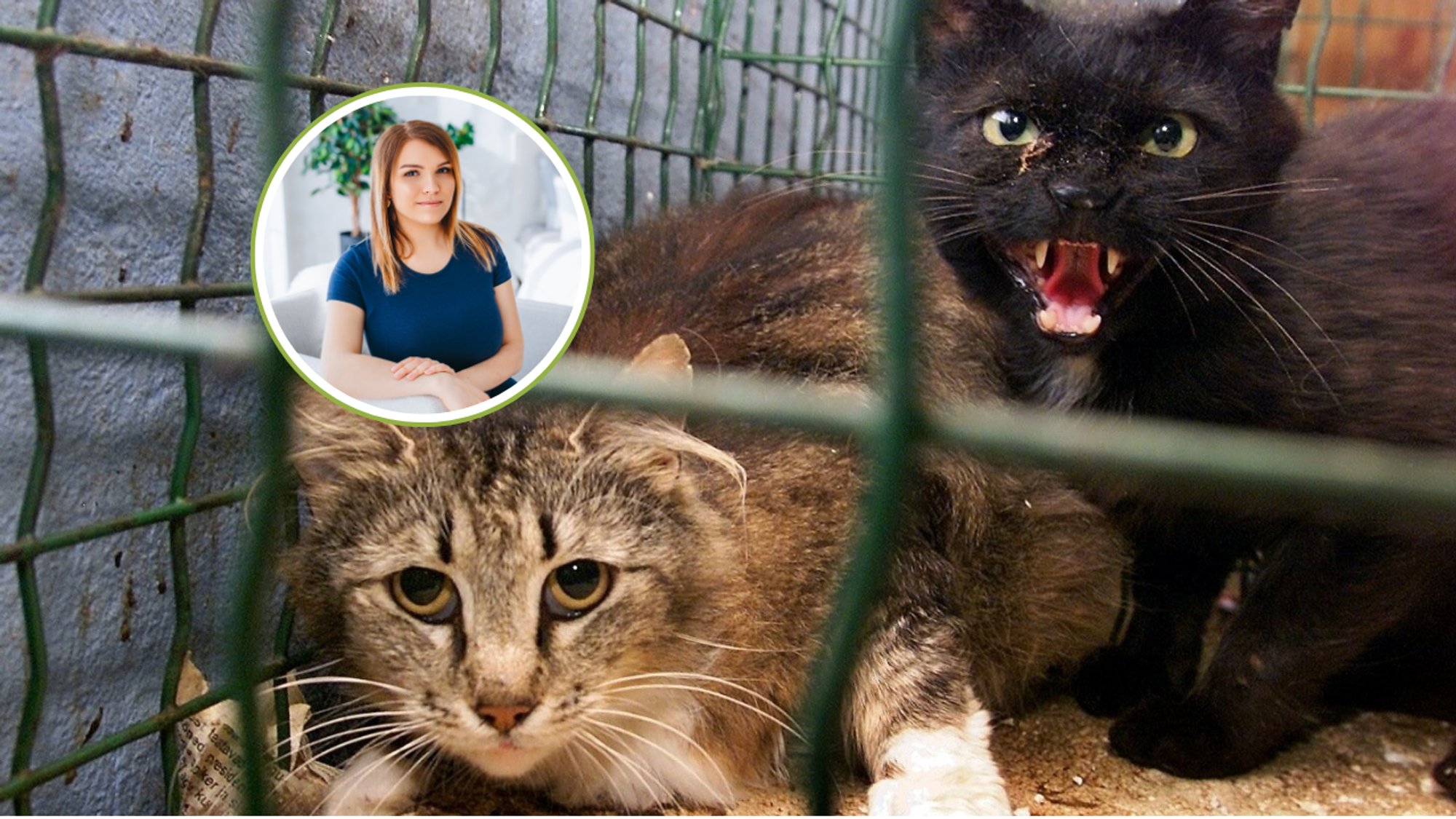 Carol Laurimaa: elus läbi kukkunud inimesi saadavad uriinis  hinge vaakuvad loomad. Nad tuleb omanikult ära võtta