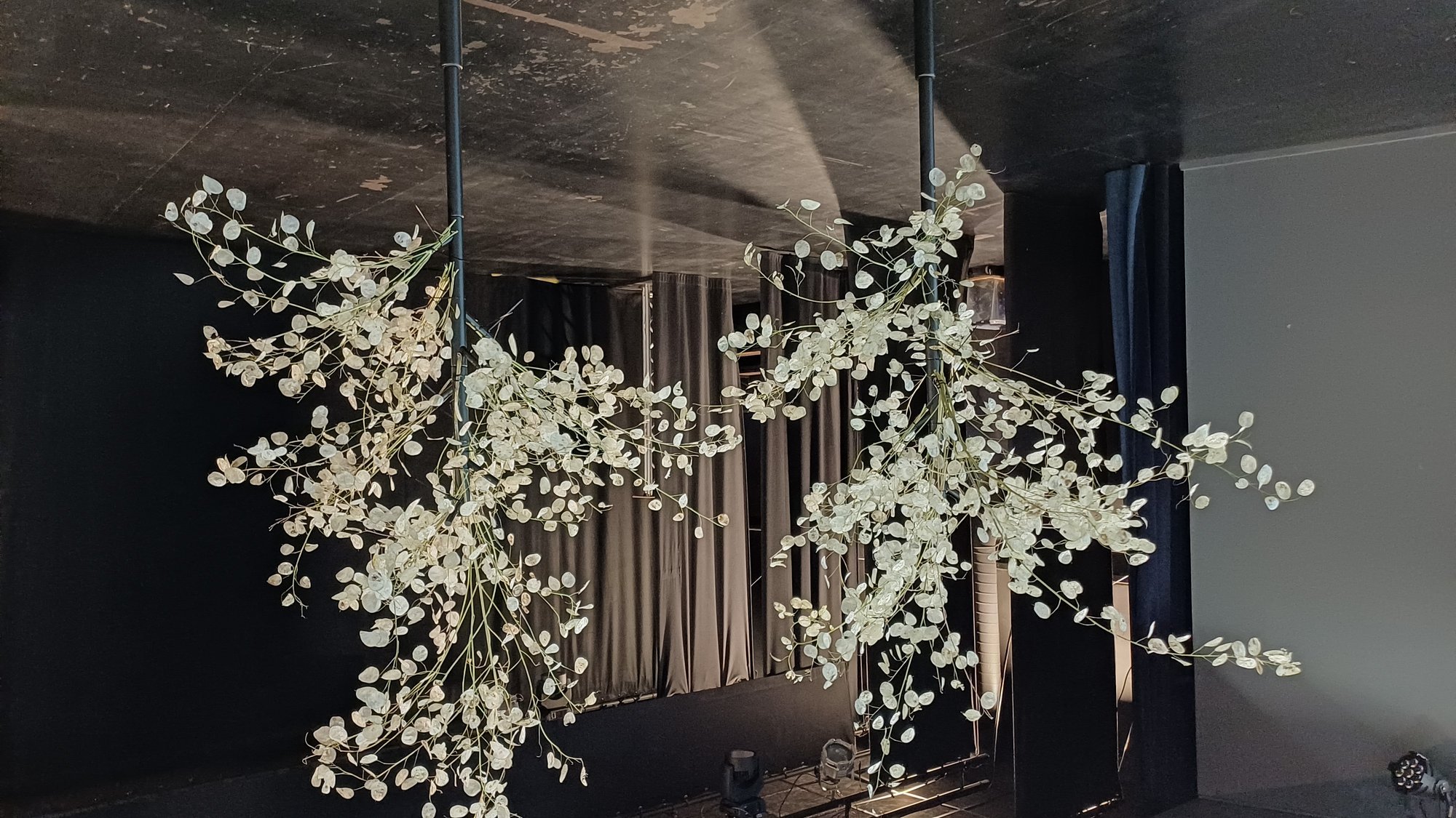 Aed-kuukress ehk rahataim on oma nime vääriline, kuna seemnekõder meenutab tõesti münti