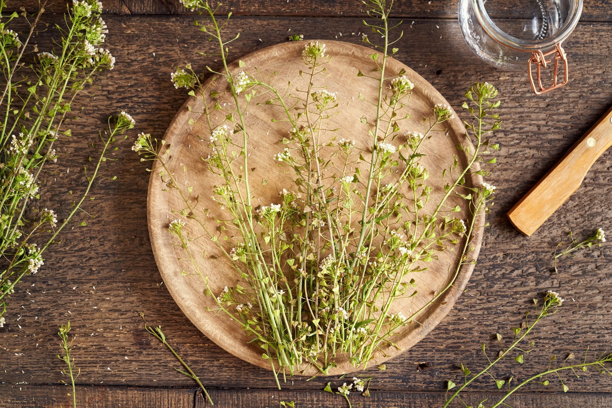 Hiirekõrv on umbrohi, mis kasvatab pipra asemel toidu maitsestamiseks sobivaid seemneid