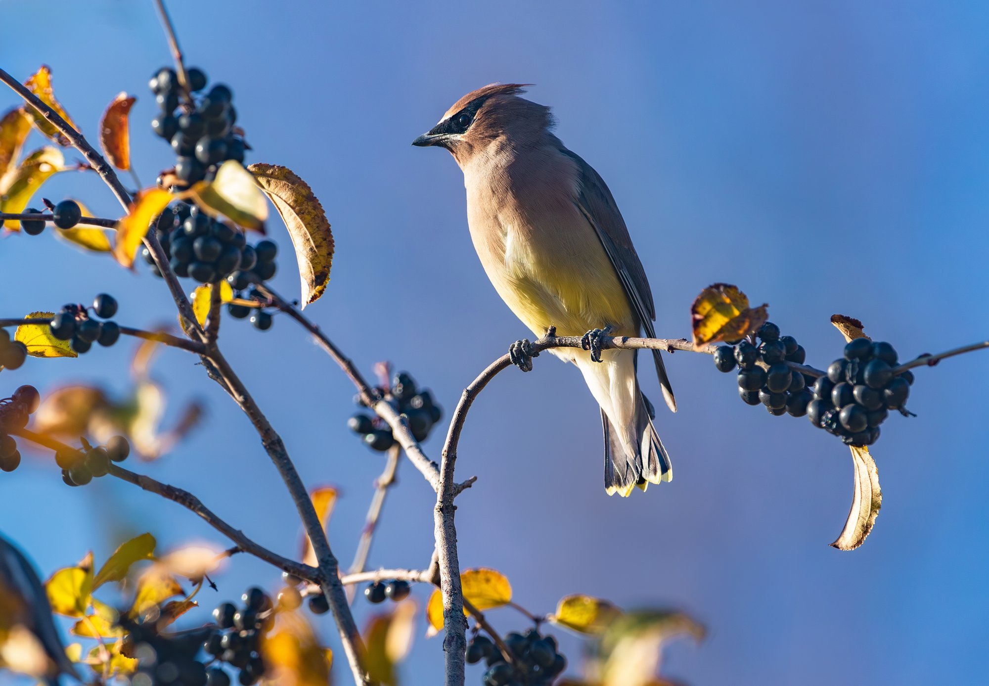 Aroonia sobib hästi mahekasvatuseks ja annab ülimalt tervislikke marju