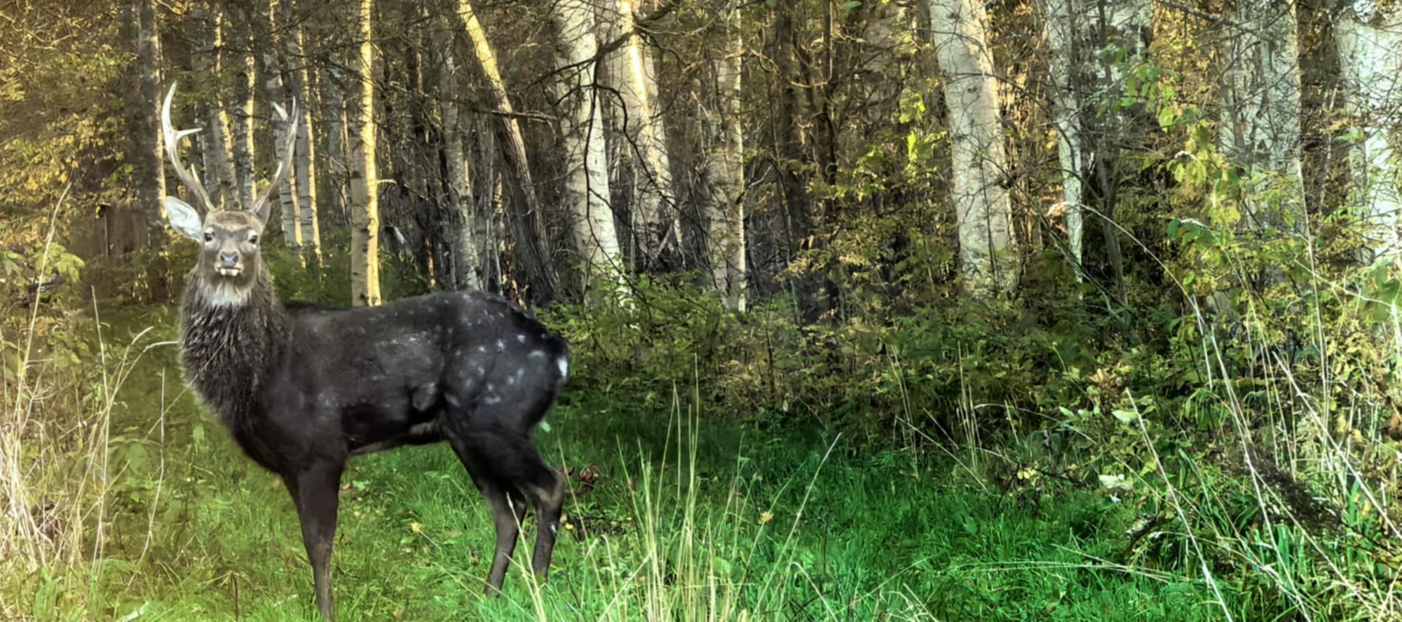 FOTO | Ohtlik võõrliik: Pärnumaal püüti pildile tähnikhirv