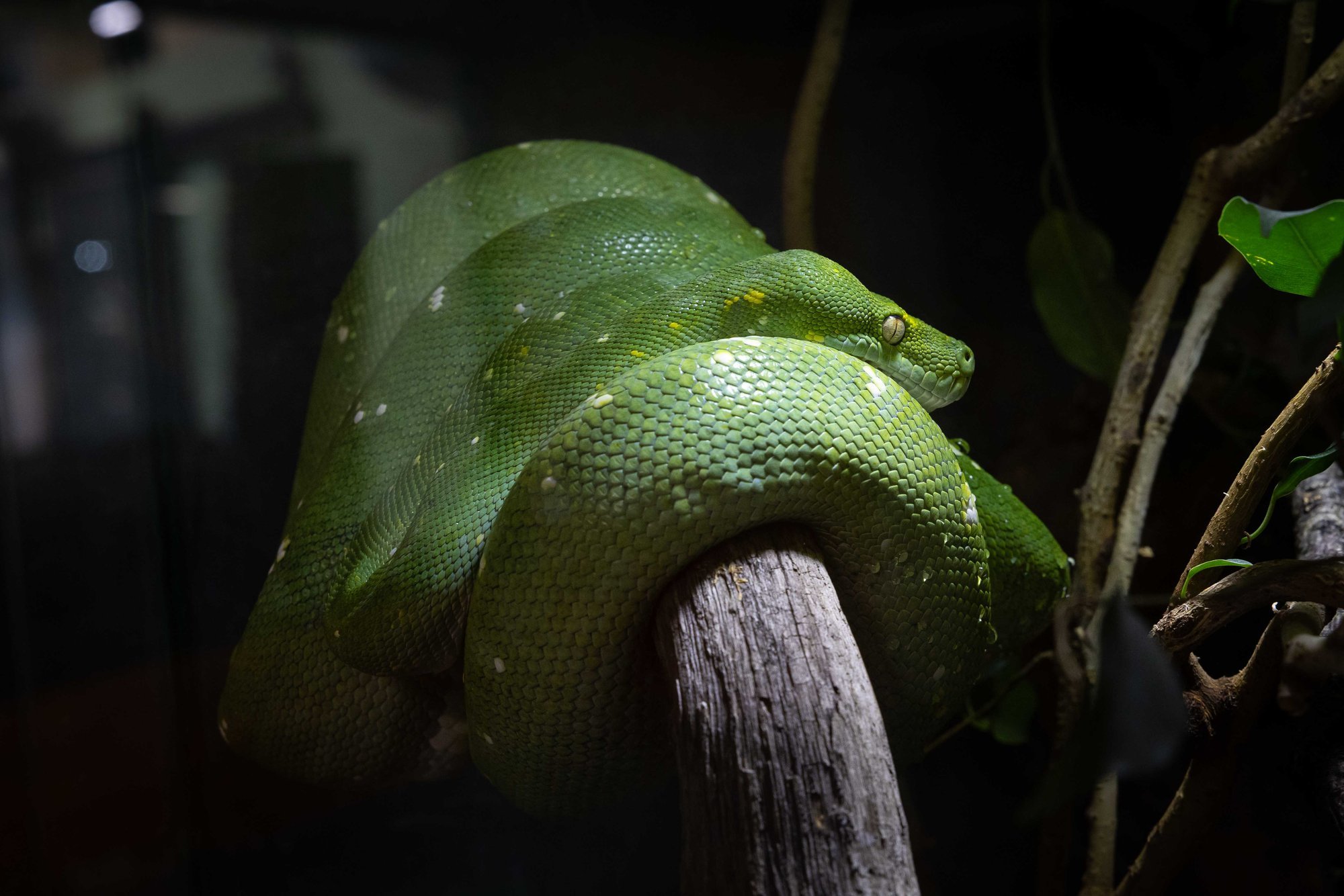 FOTOD | Loomaaia arukad roomajad lubasid end uudistada ja pai teha