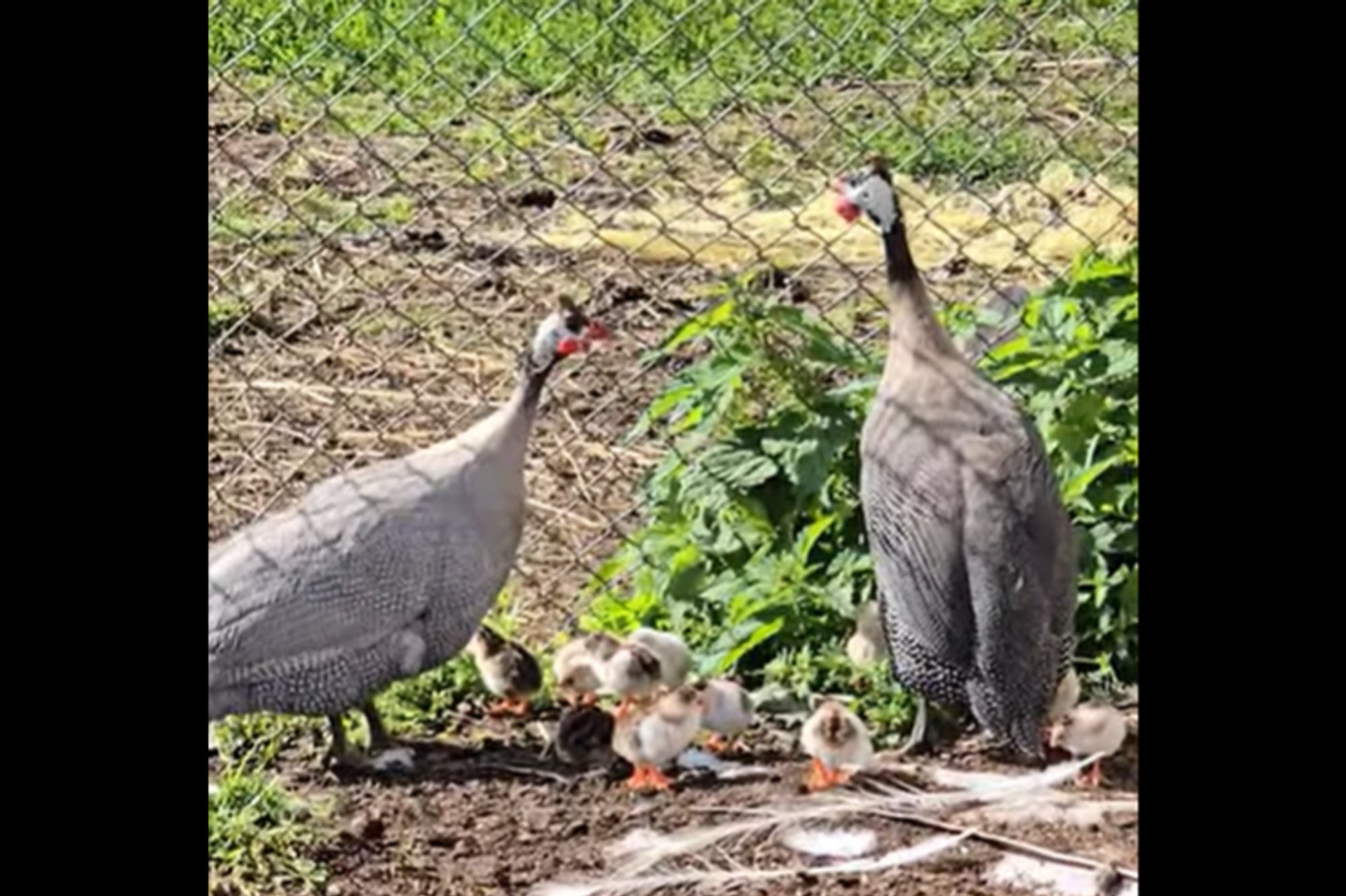 VIDEO | „Vot see oli ikka küll üllatus!“ Kassisoo Rantšo pärlkana haudus ootamatult välja 12 tibu