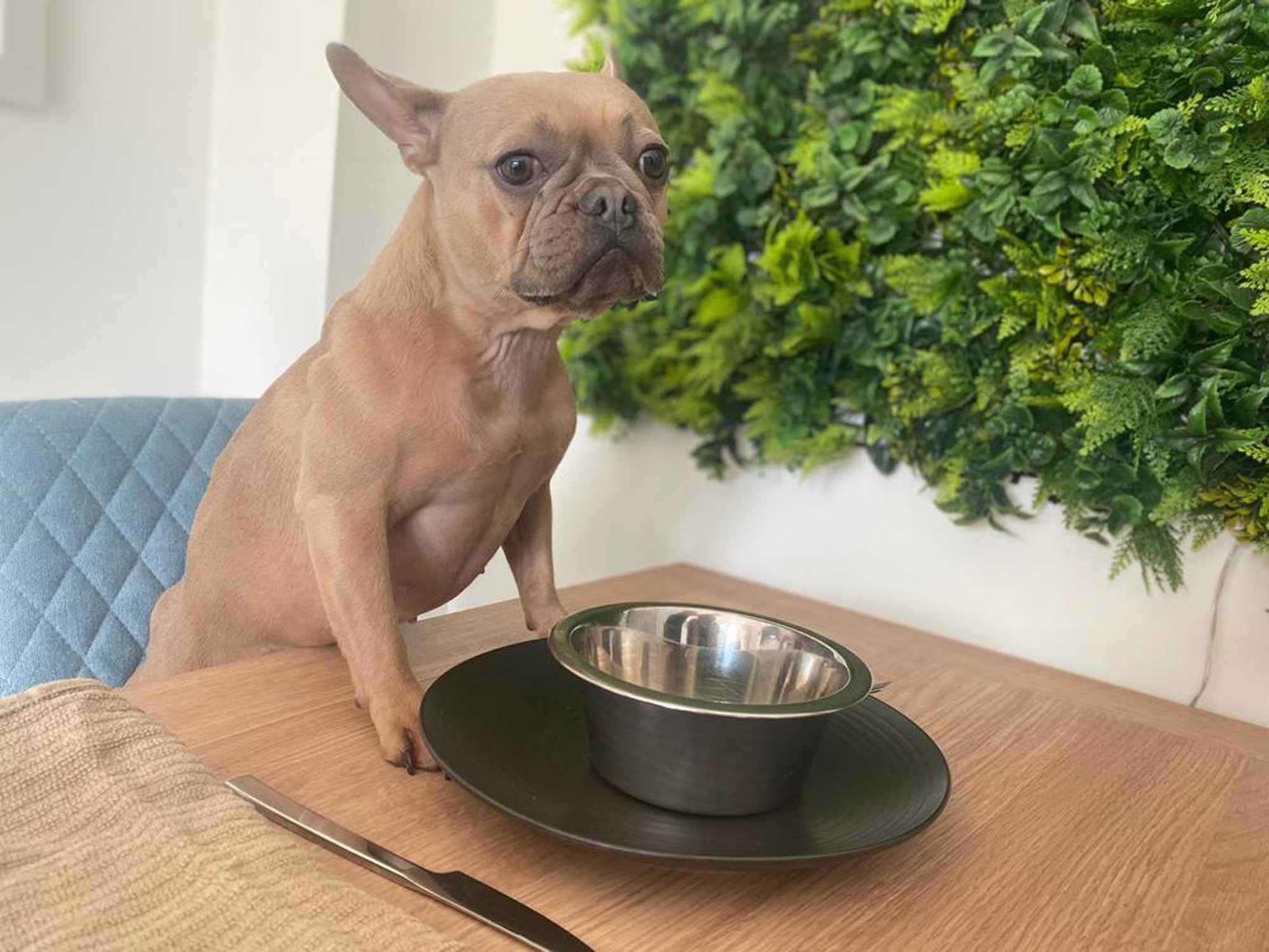 Lõpetame näljastreigi! 7 nippi, kuidas toiduga pirtsutavat koera korrale kutsuda