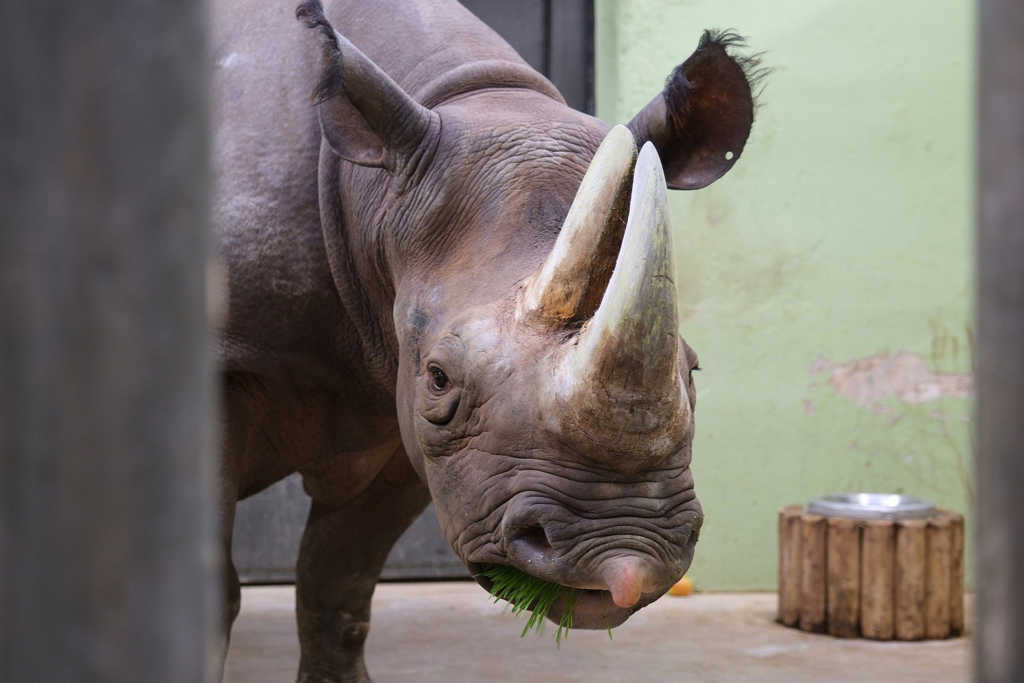 Elba elu Tallinna loomaaias jäi lühikeseks: ninasarvikule sai saatuslikuks ilmselt pahaloomuline kasvaja