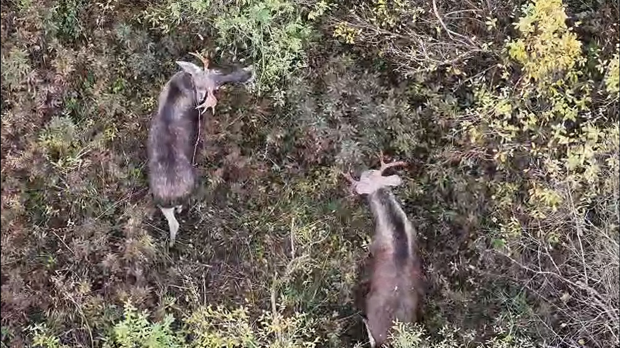 VIDEO | Pärnumaal jäi kaadrisse põdrapullide jõukatsumine